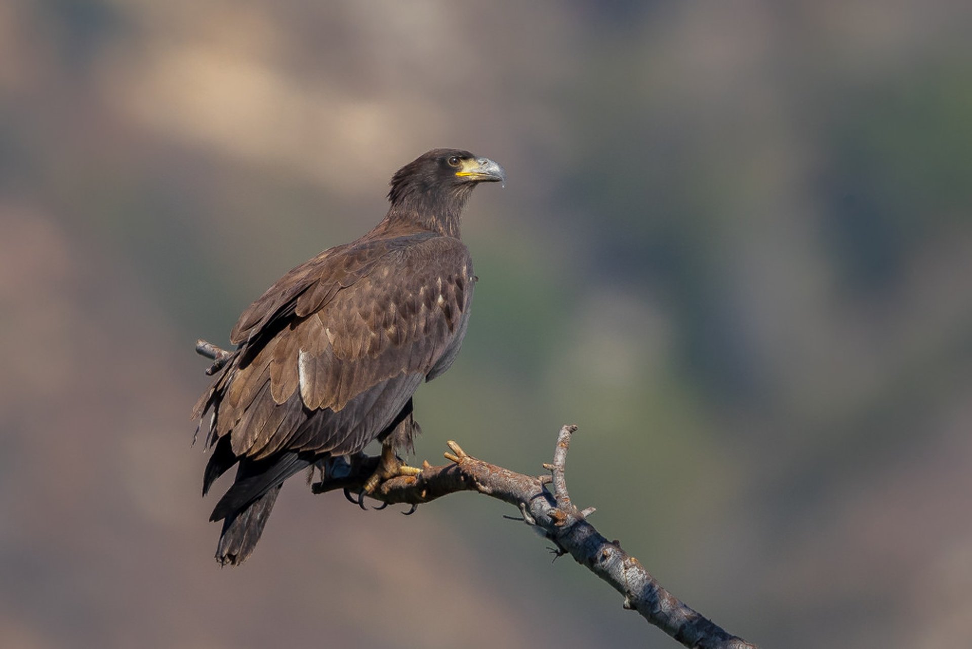 Weißkopfseeadler in Kalifornien, 2024