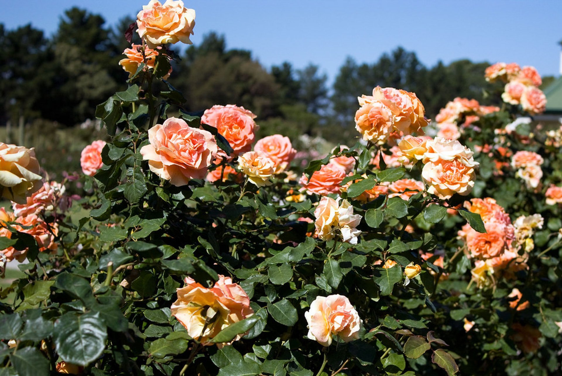 Rose Blooming in Victoria State Rose Garden