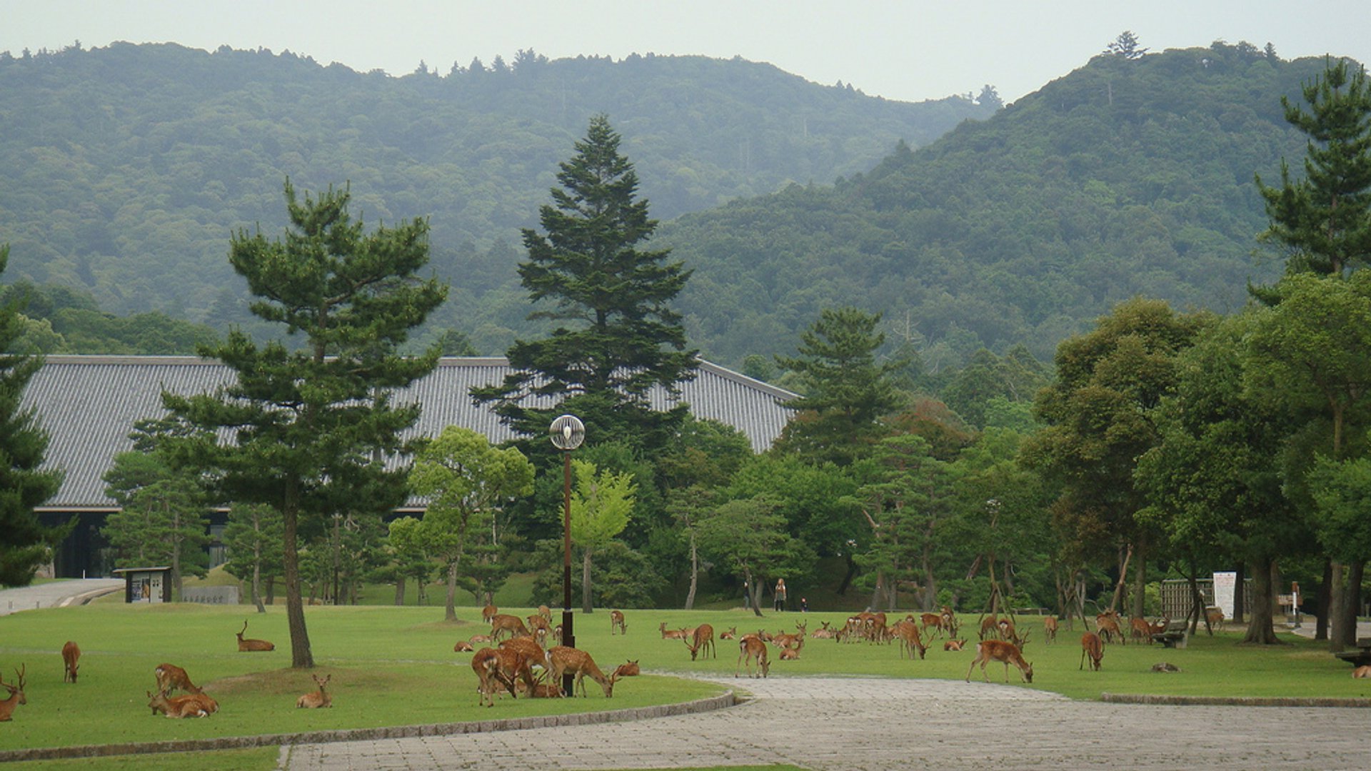 Bebê Cervo no Parque Nara