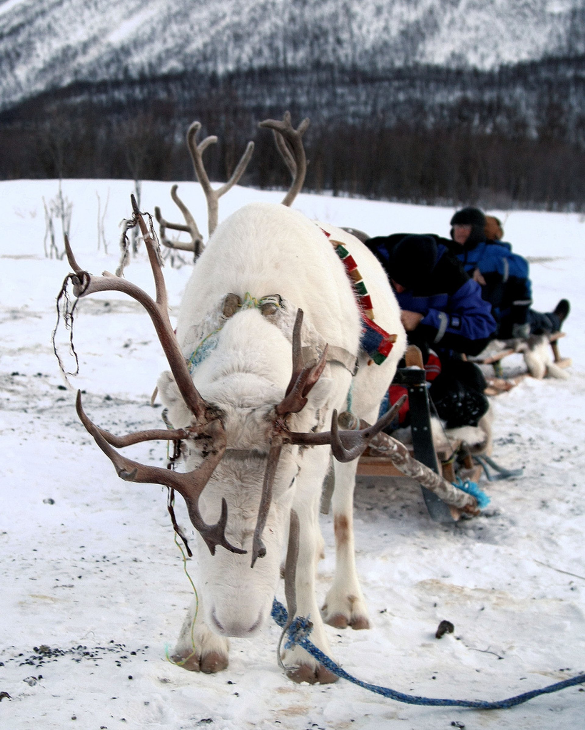 Trenó de renas e cultura Sami