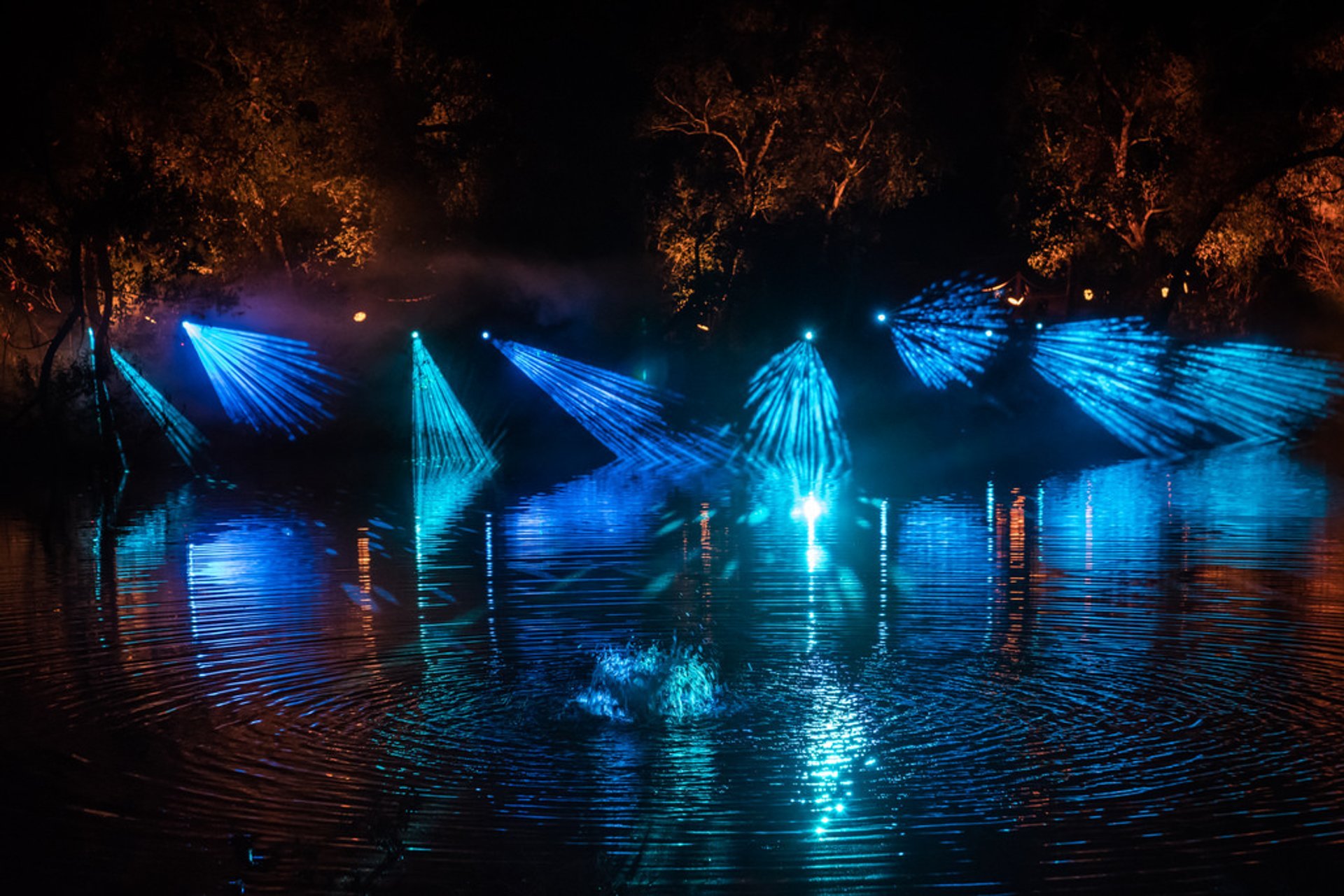 Enchanté: Forêt de lumière