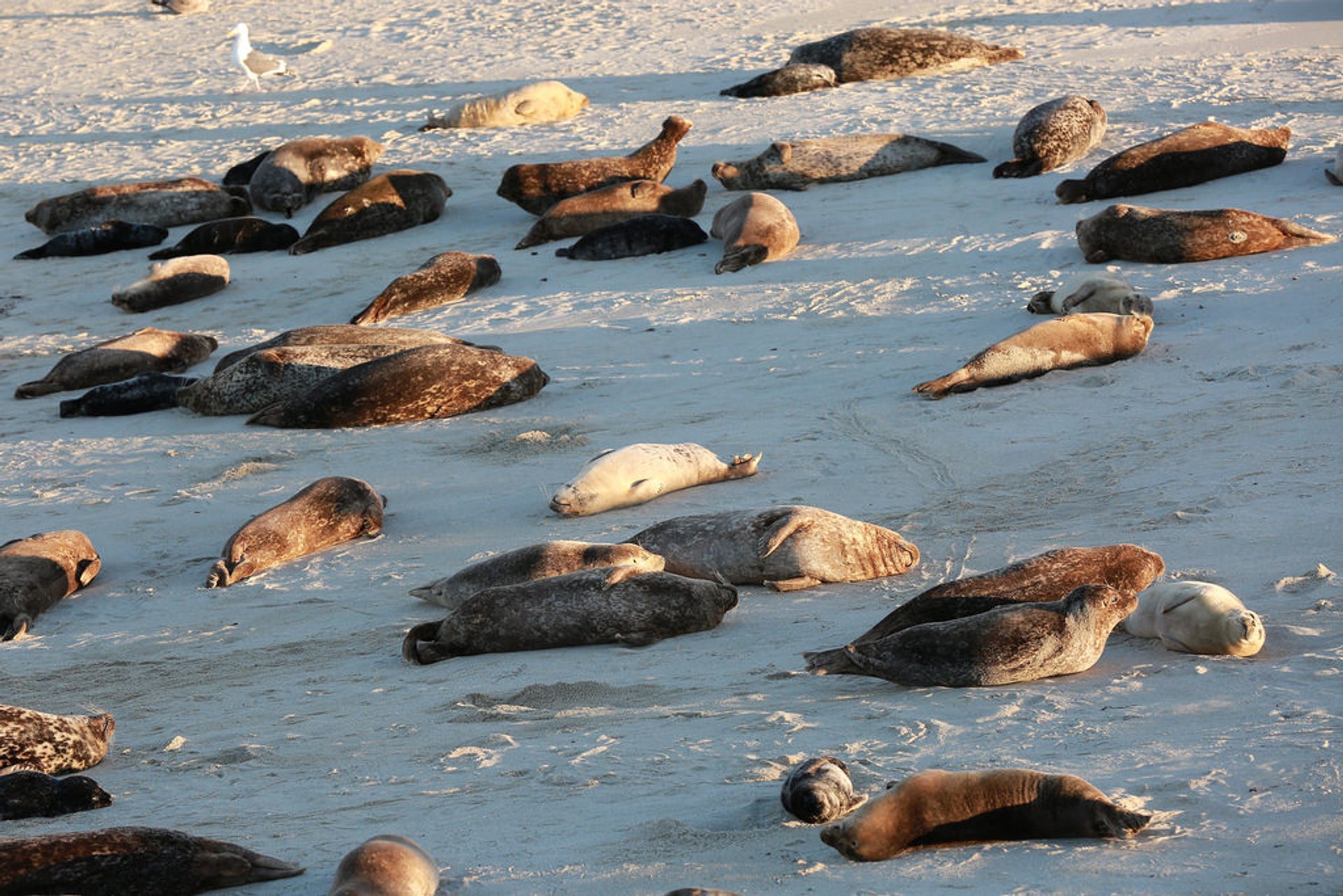 Focas y lobos marinos