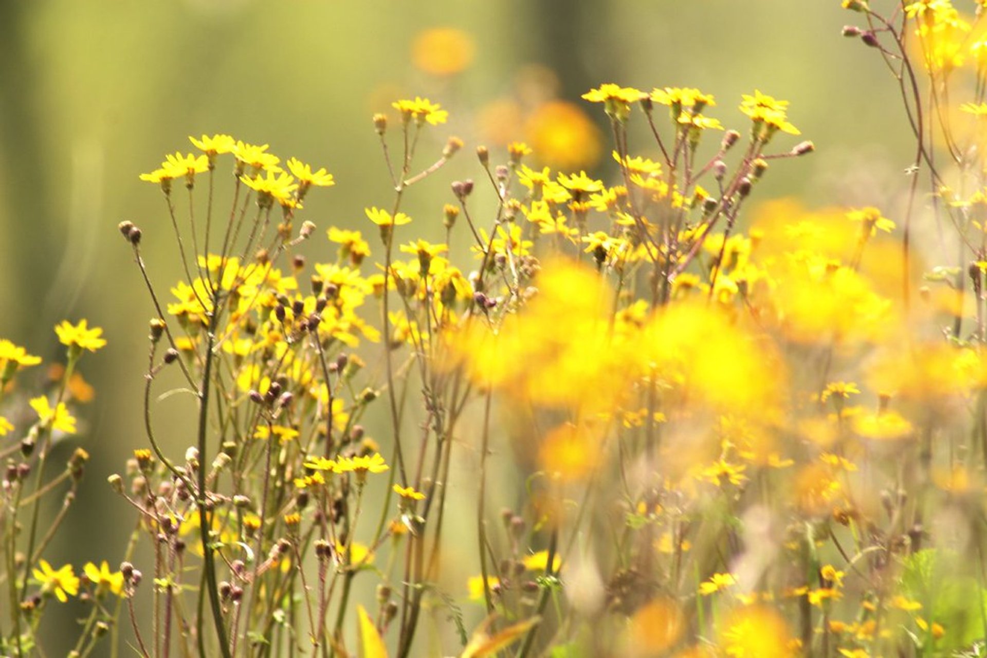 Image of Yellow hydrangea flower in field of wildflowers