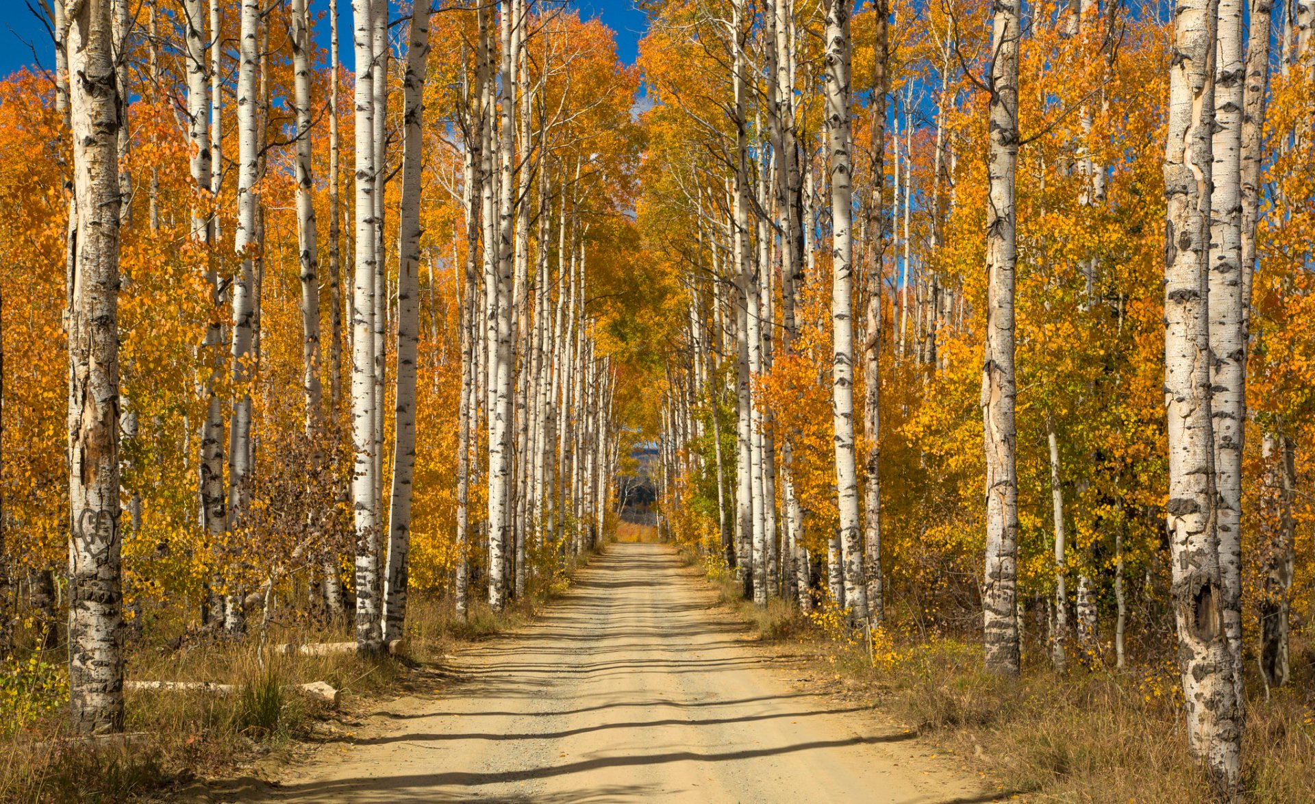 Colores de otoño de Wyoming