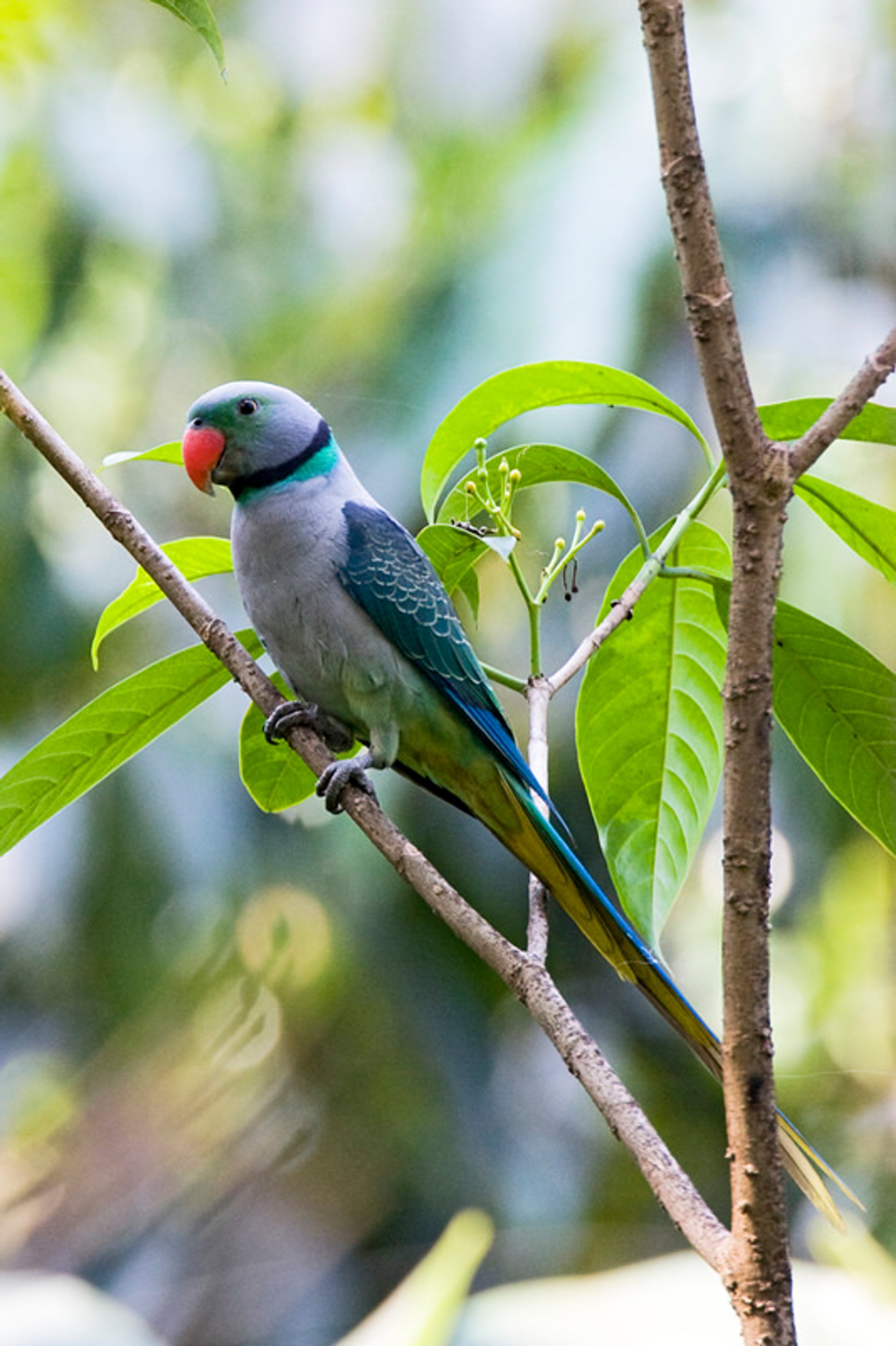 Vogelbeobachtung