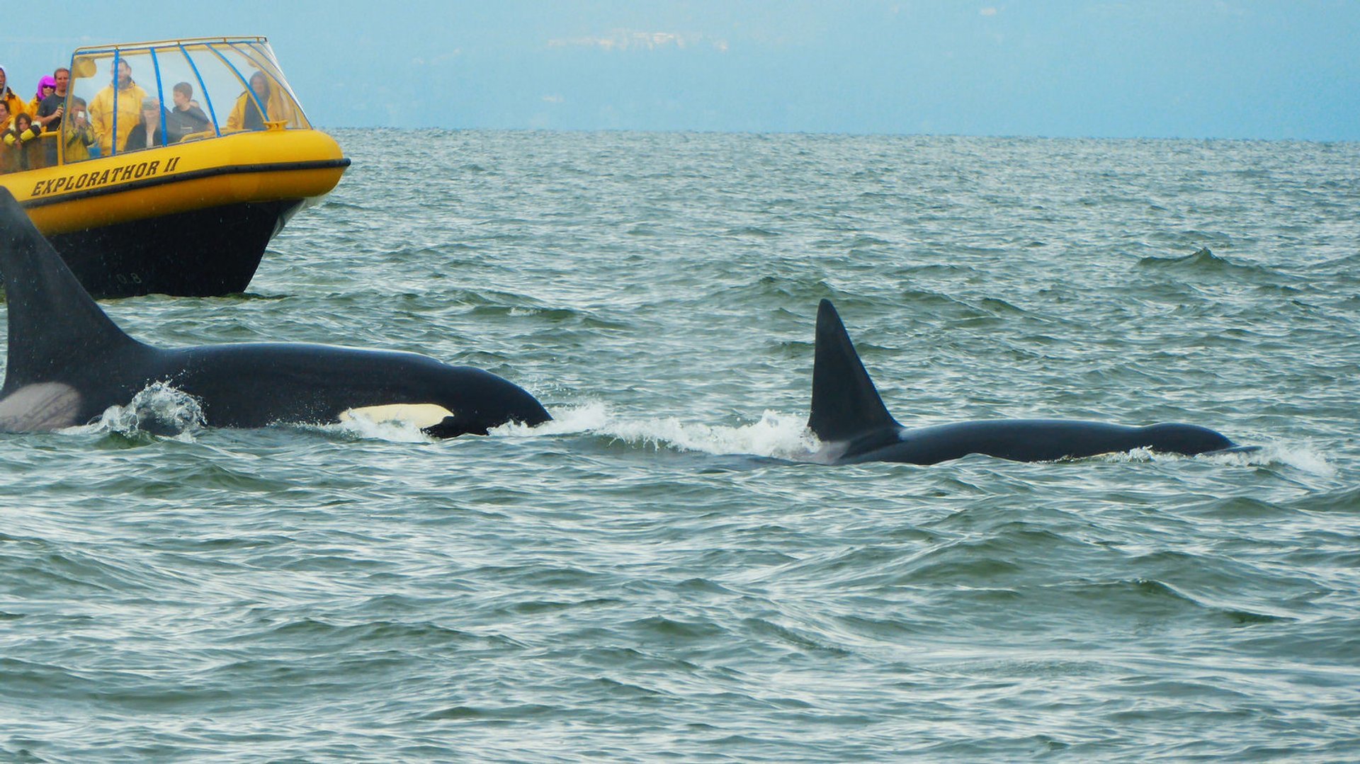 Mejores lugares para ver ballenas en British Columbia ✈️ Foro USA y Canada