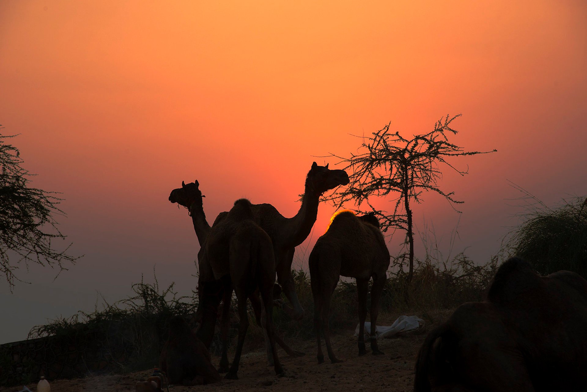 Pushkar Mela (Feira de camelos)