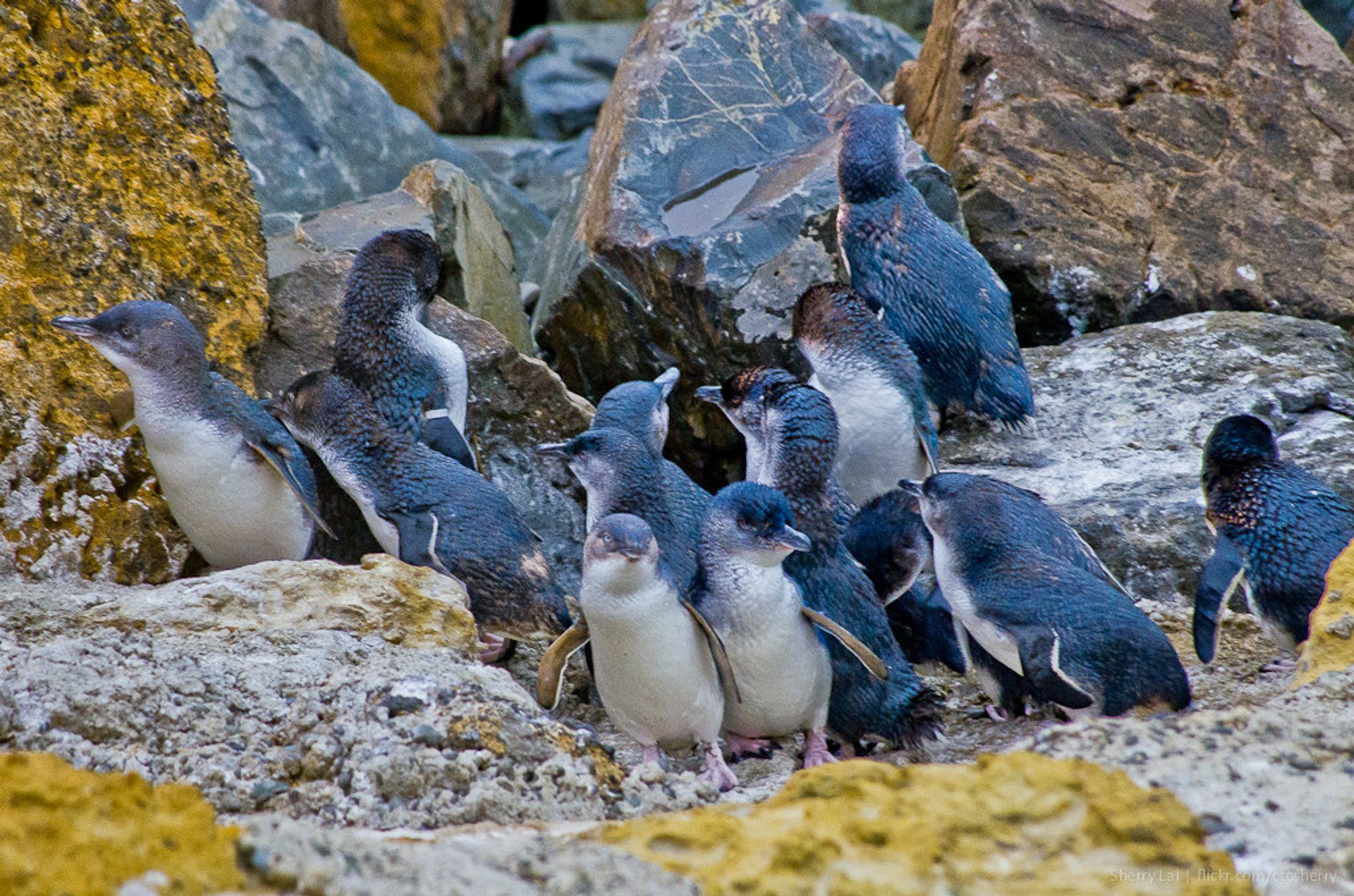 Cororā (Pingüinho pequeno) Temporada de reprodução