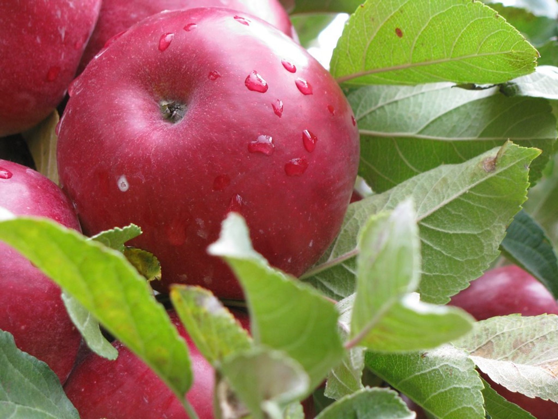 Récolte de pommes et saison du cidre