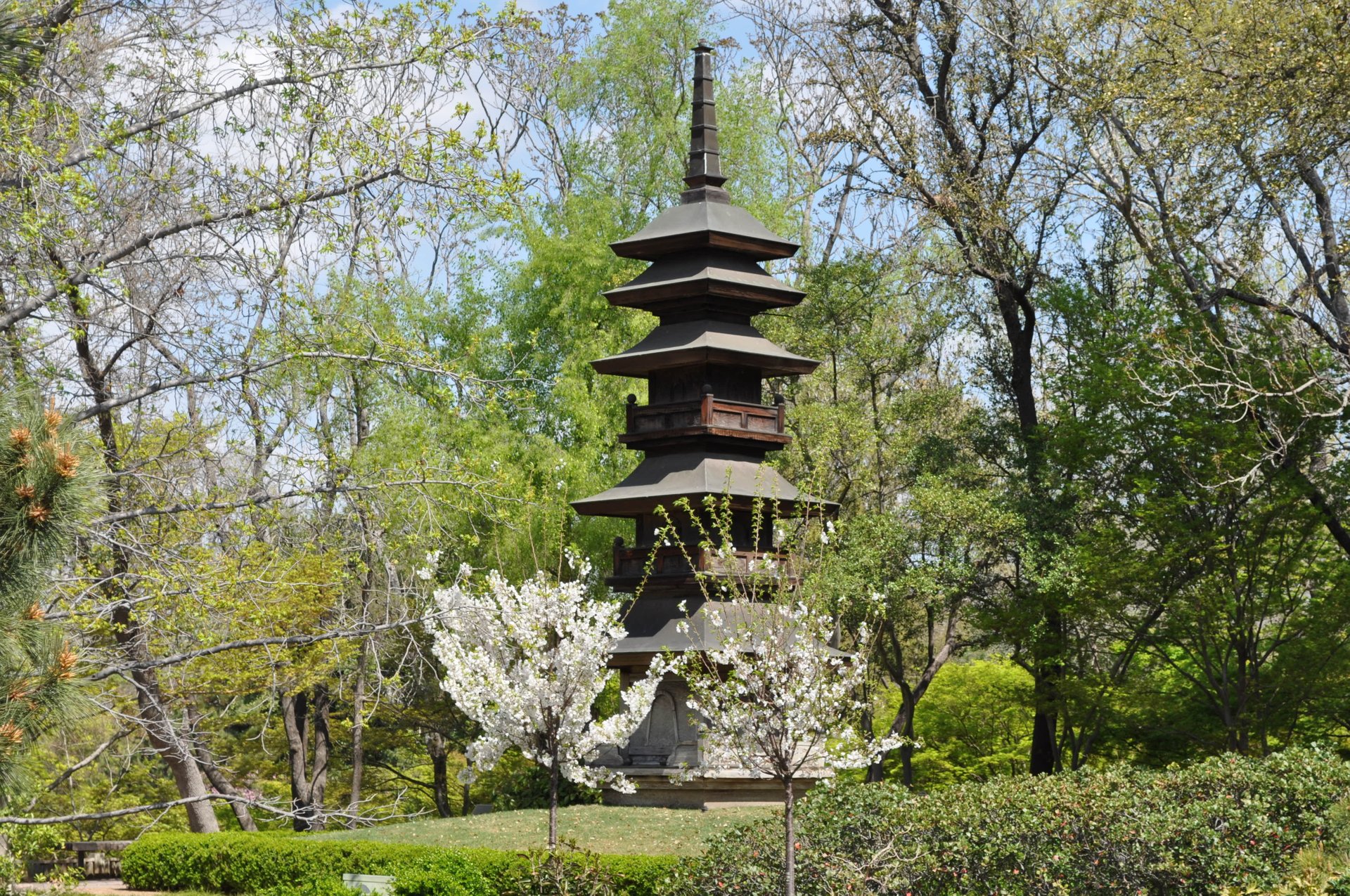 Kirschblüten