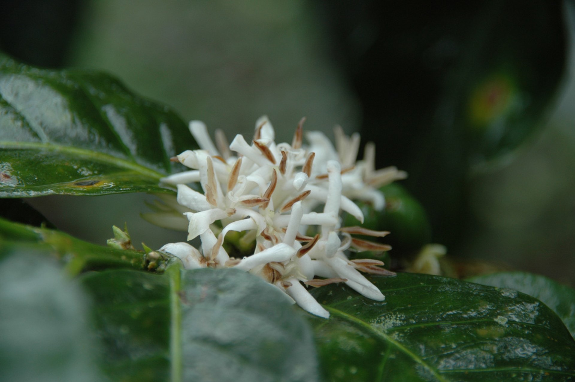 Flowering of Kenya Coffee Plants