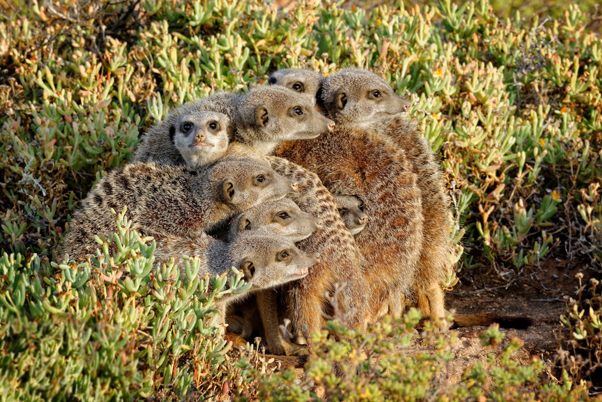 Meerkat Maravilla al amanecer