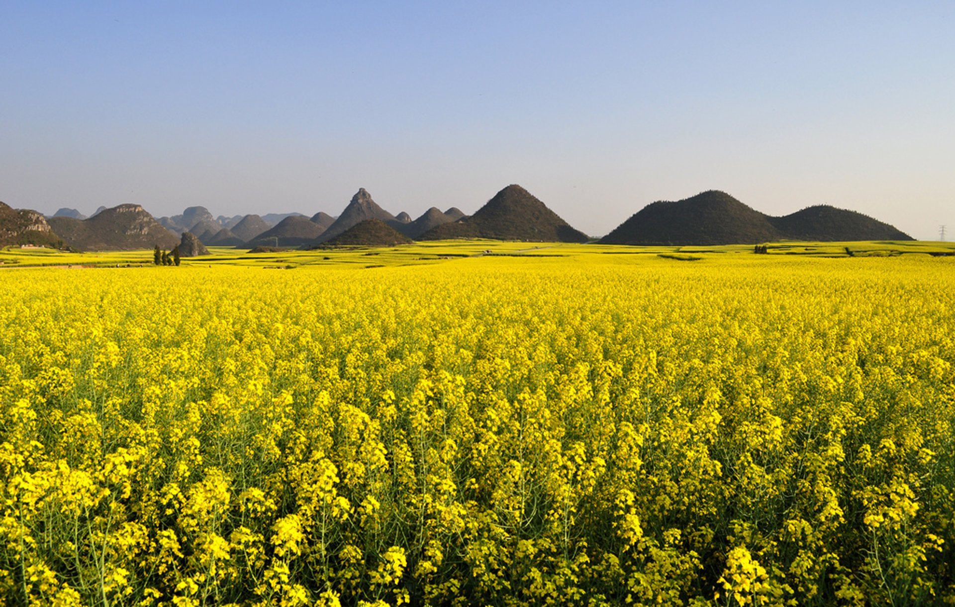 Campos de canola em Luoping