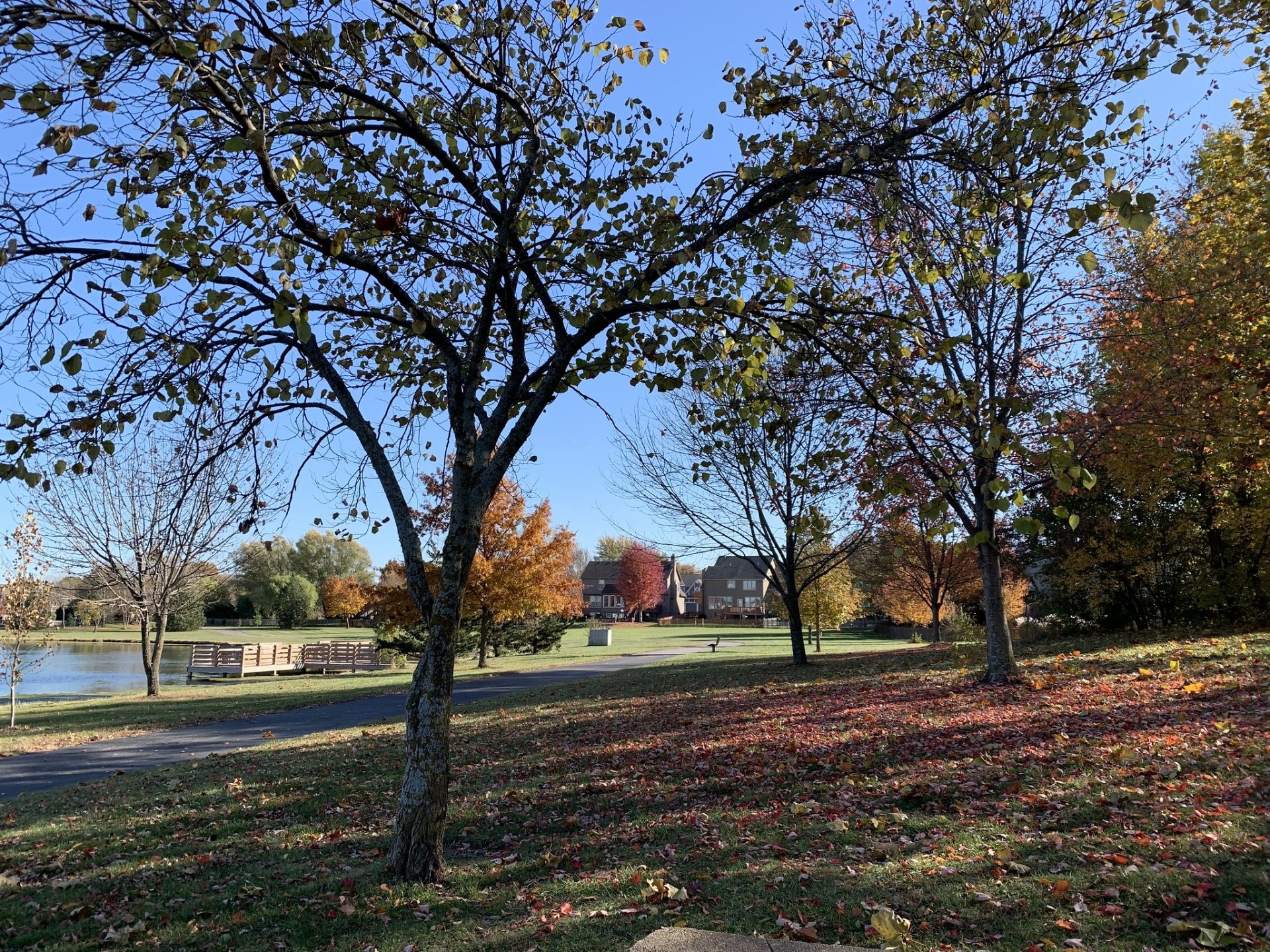 Colores de otoño