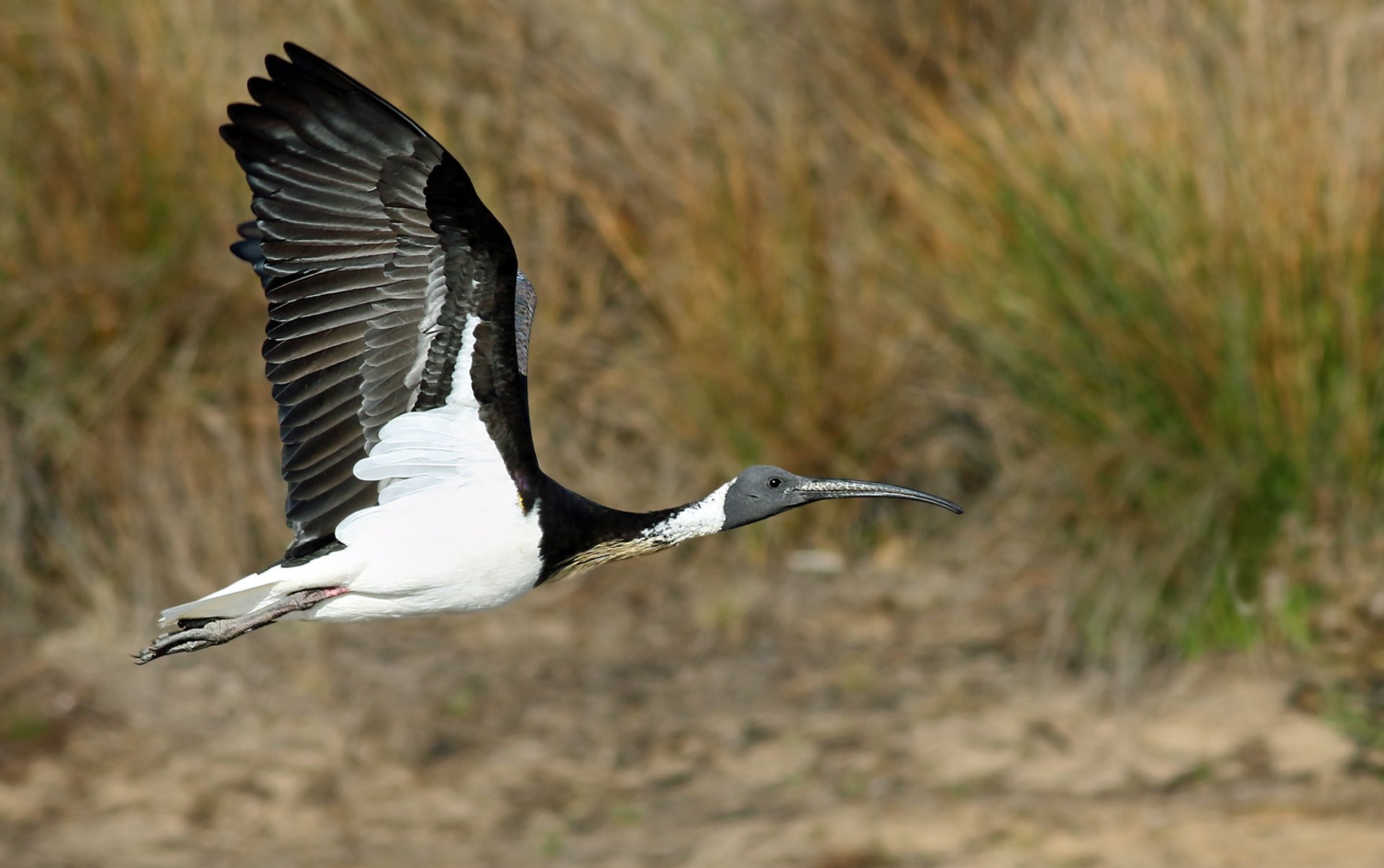 Vogelbeobachtung