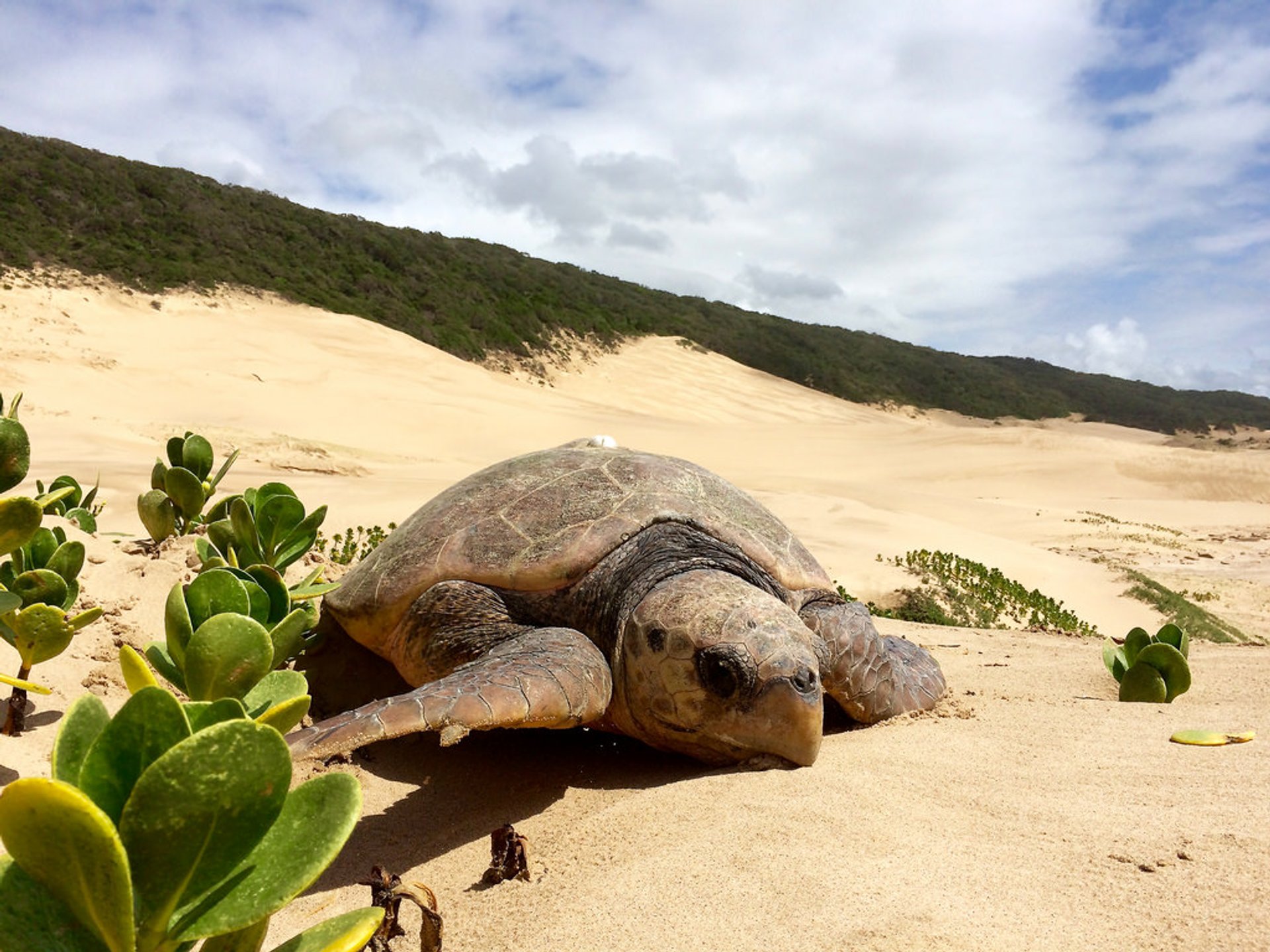 Turtle Nesting