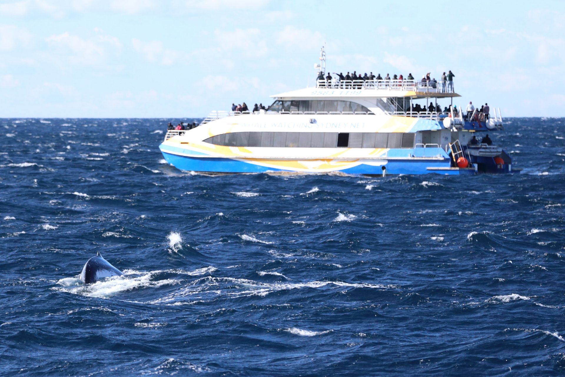 Avistamiento de ballenas y delfines