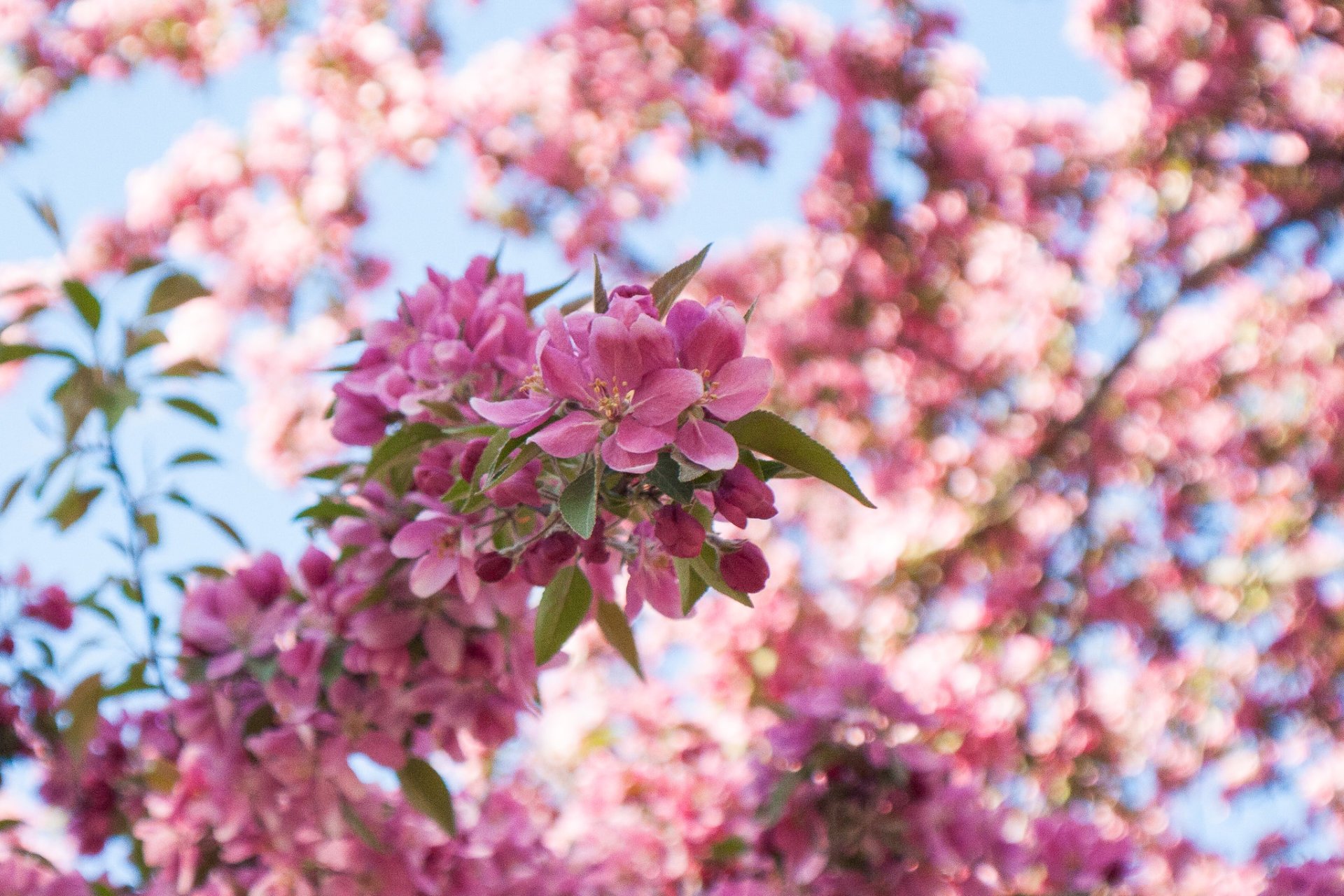 Cerejeiras em flor