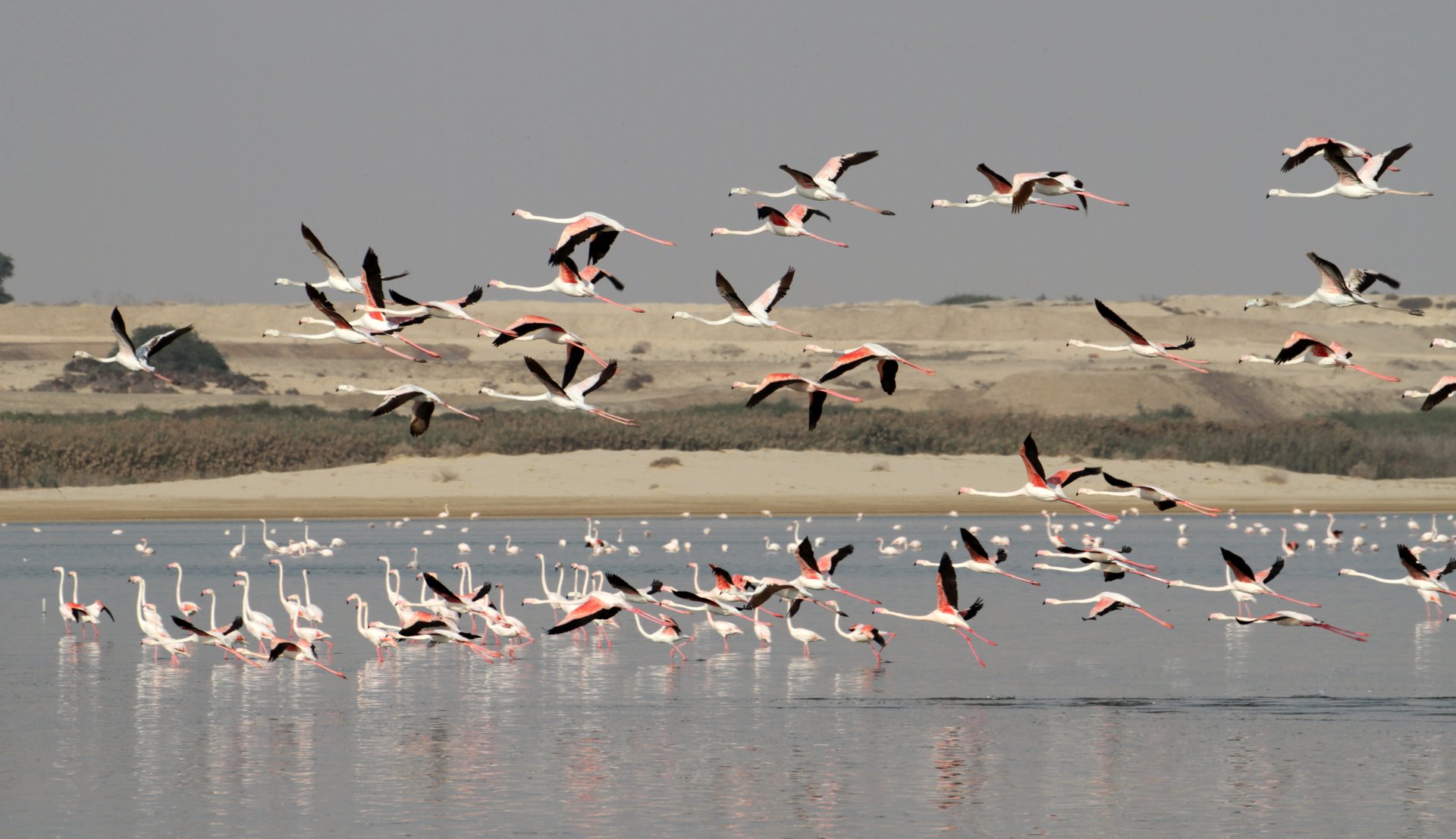 Best time for Greater Flamingos in Cyprus