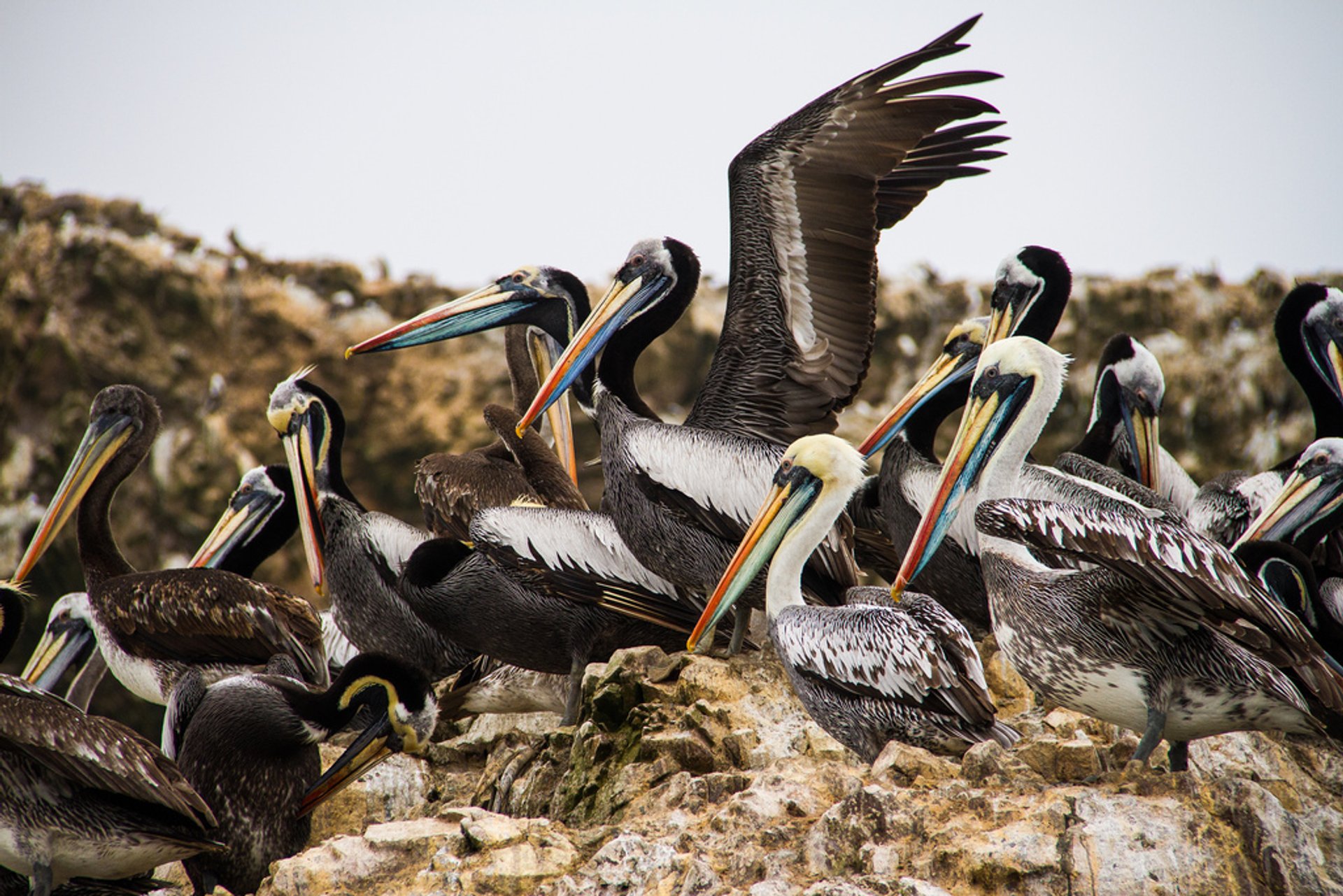 Meeresfauna der Ballestas-Inseln