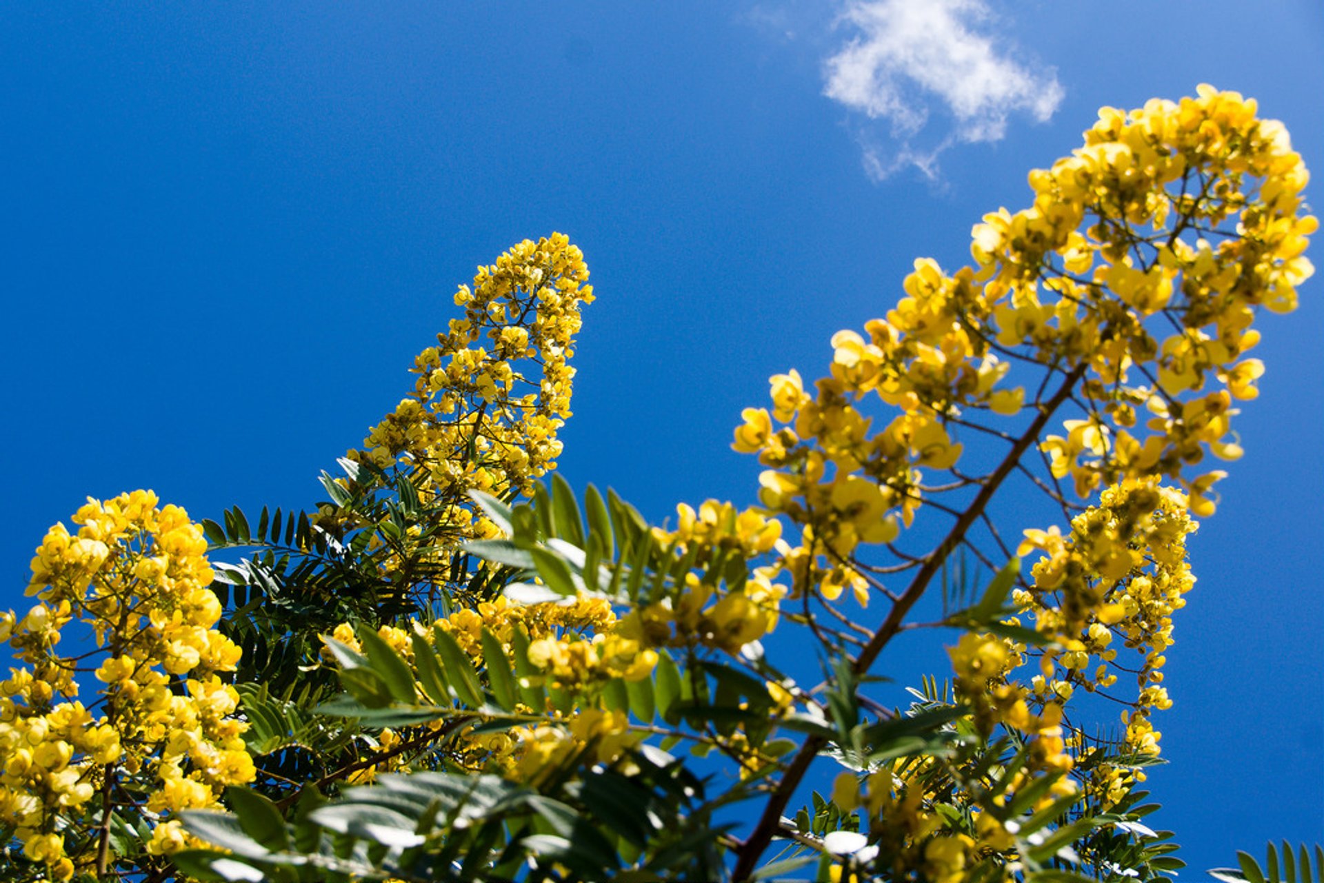 Padauk Blossom in Myanmar - Best Time