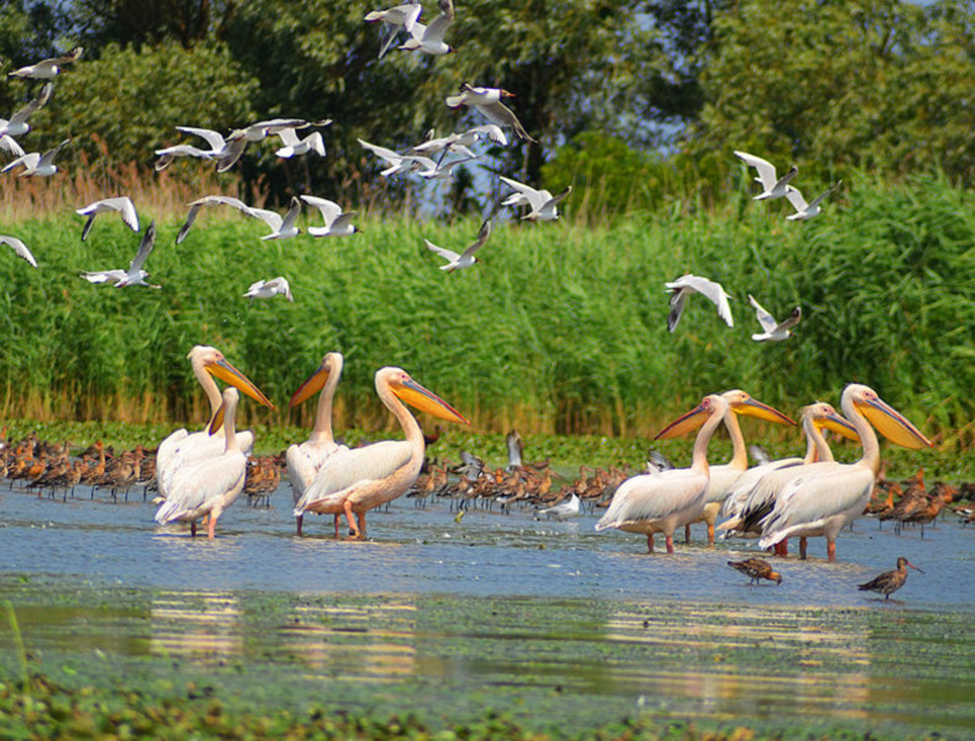 Pelicans