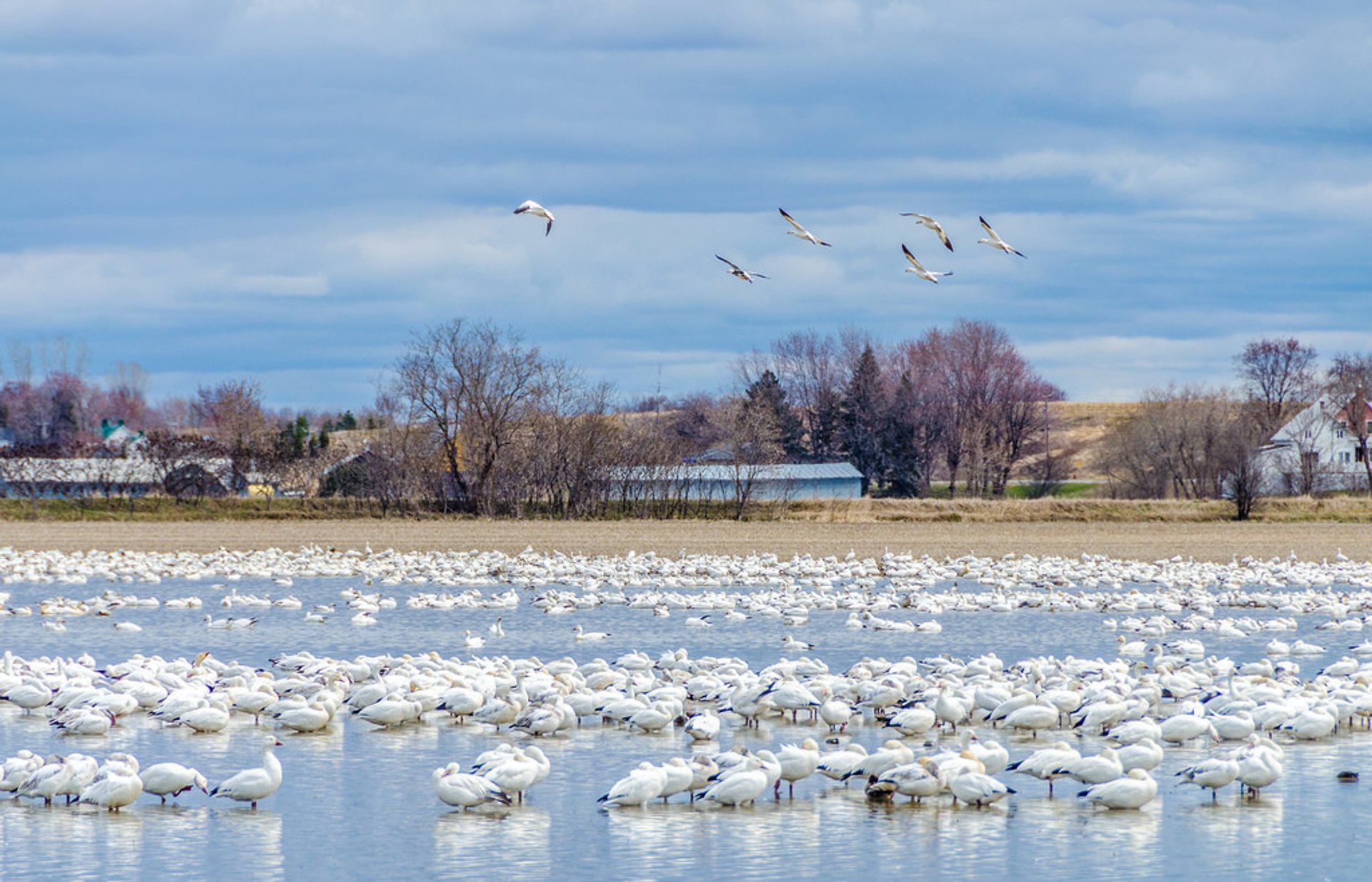 Migration printanière des oies des neiges