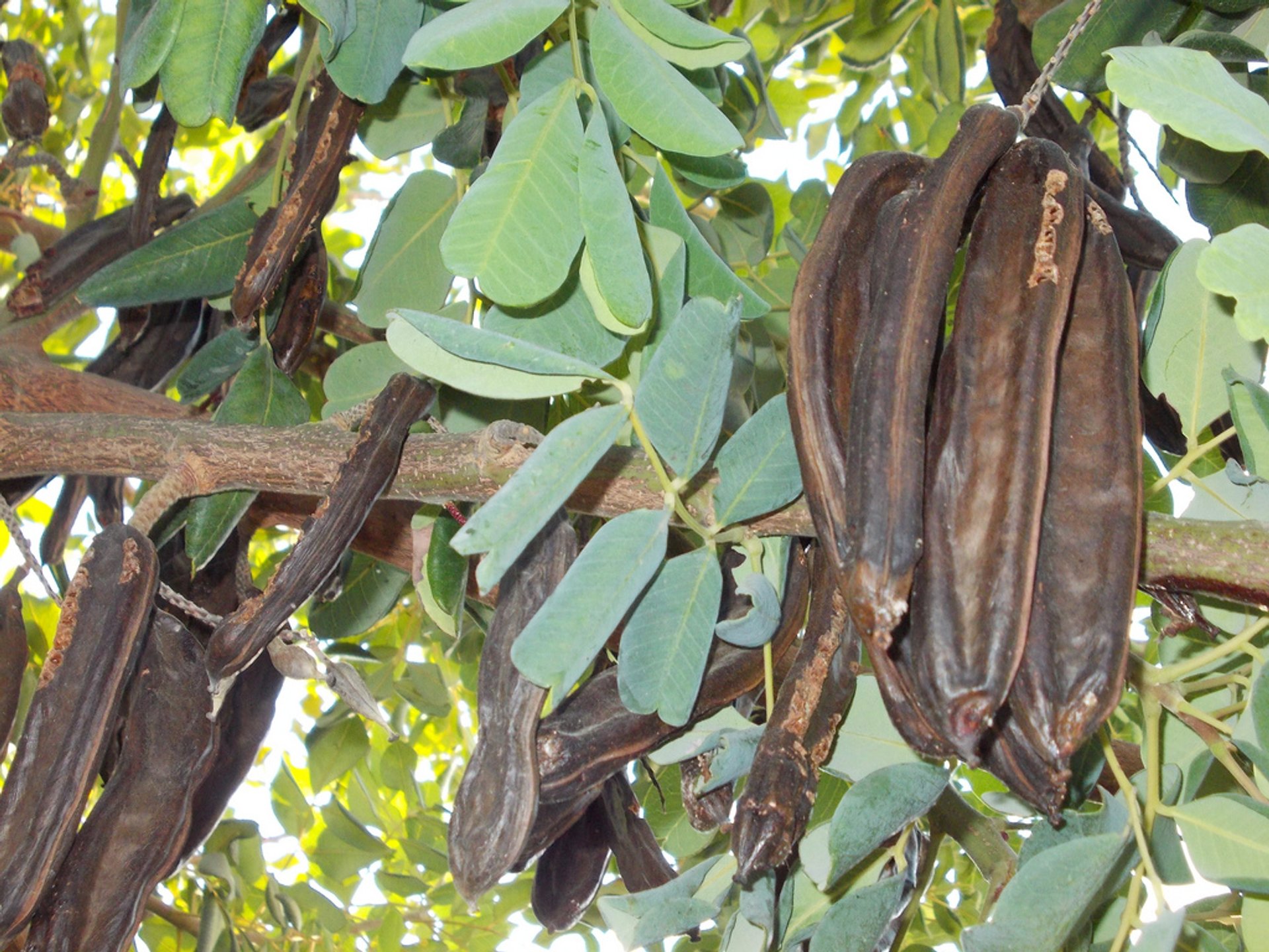 Carob Harvest