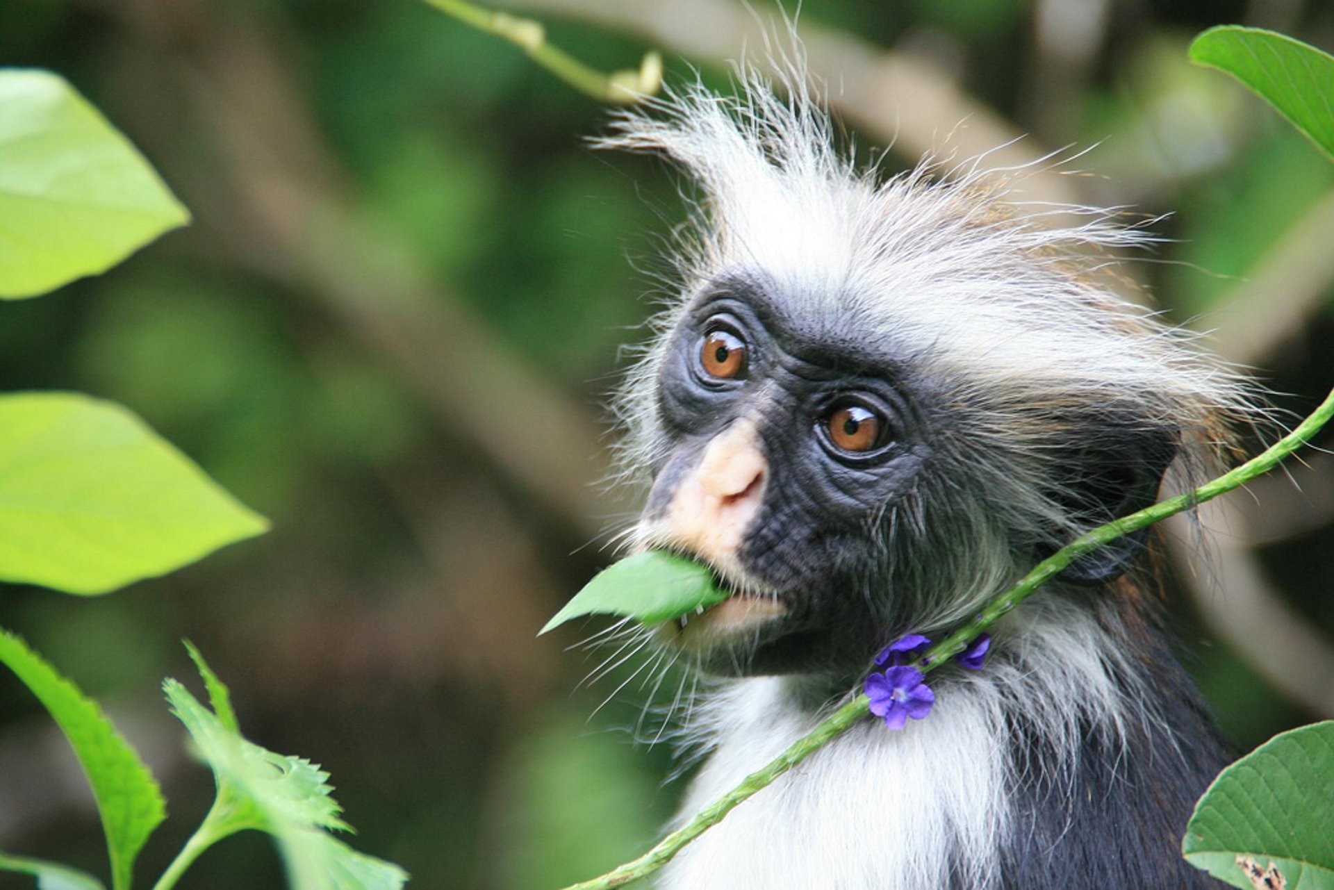 Baby rote Colobus Affen