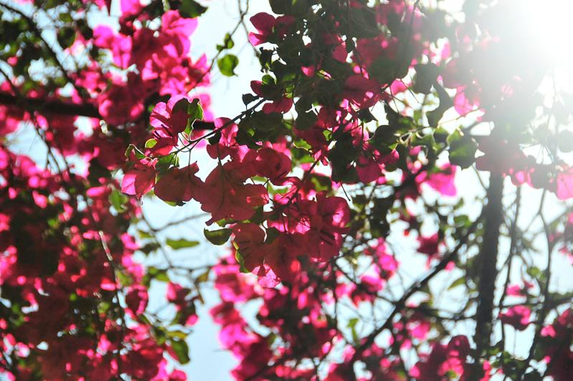 Fleur de bougainvilliers