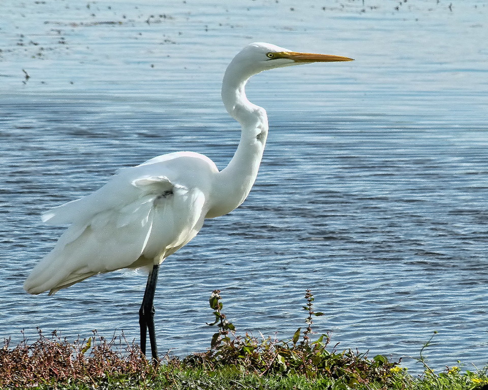 The White Heron Sanctuary Tours