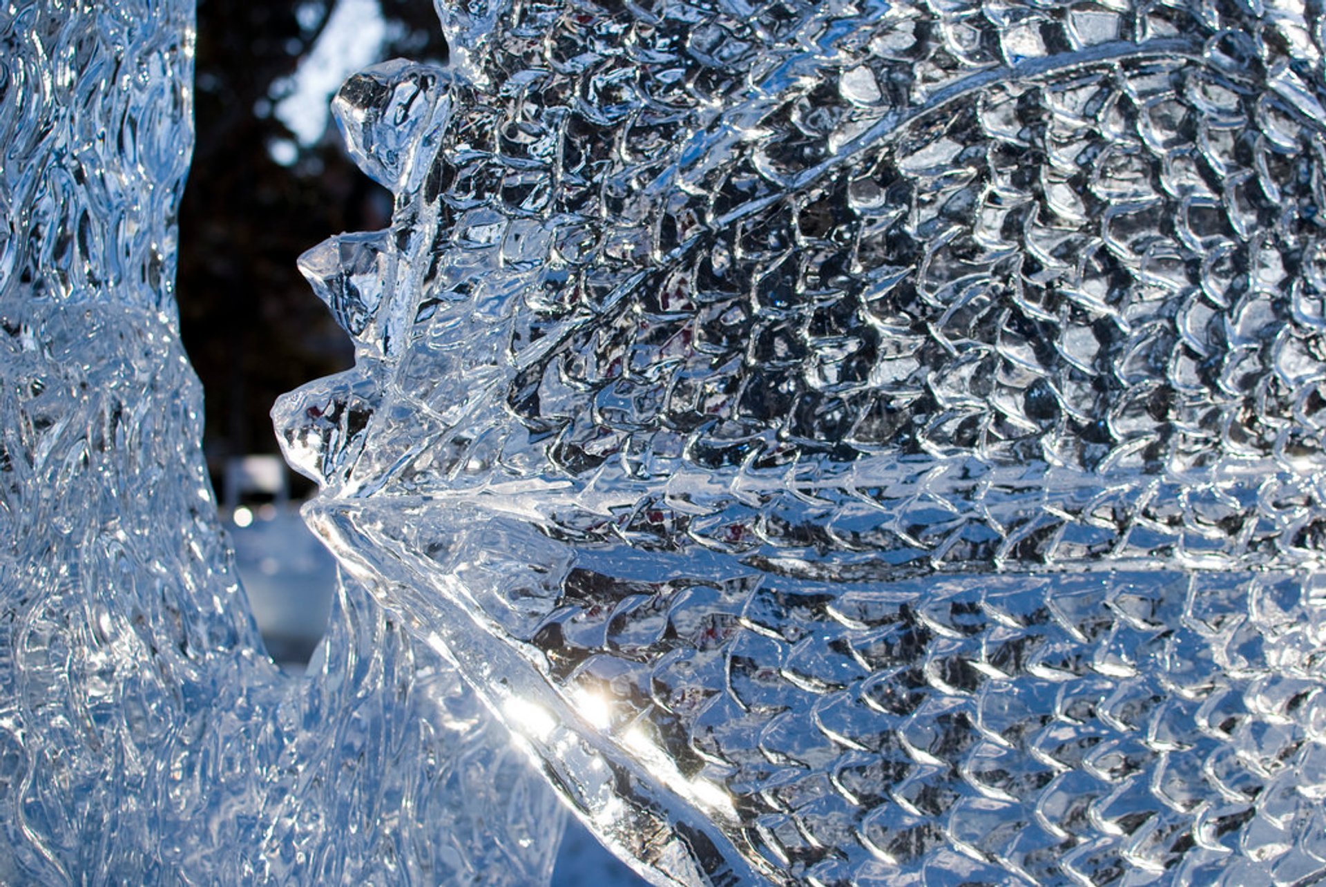 Boardwalk Ice On Whyte