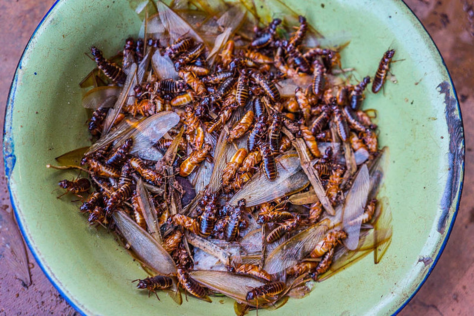 Roasted Termites