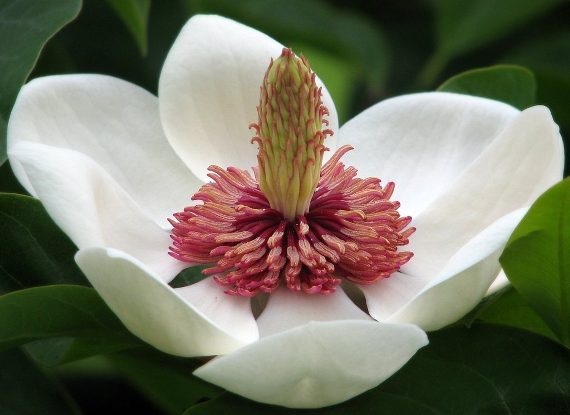 Magnolias dans le Jardin Botanique Meise