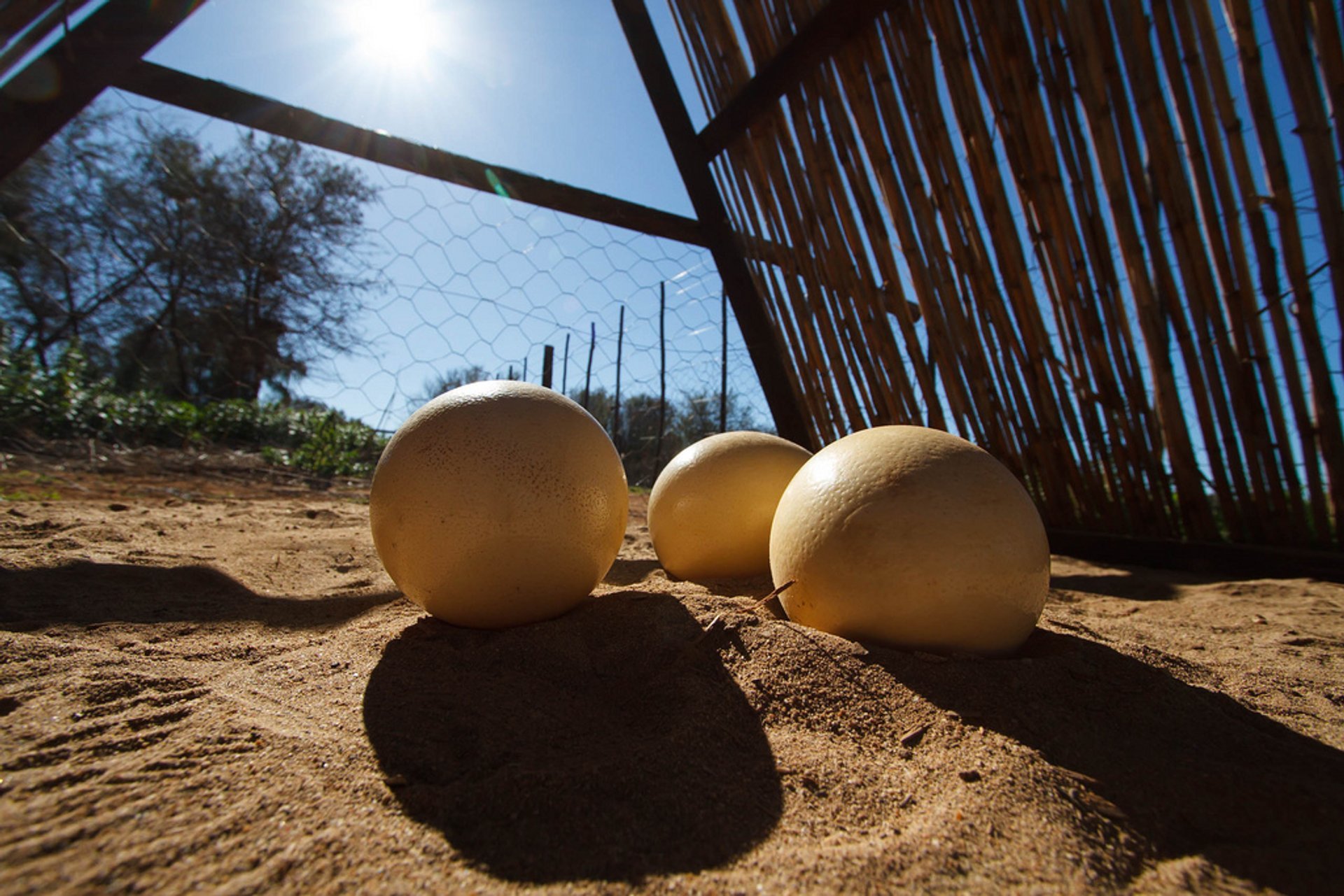 Óulos de avestruz de Oudtshoorn