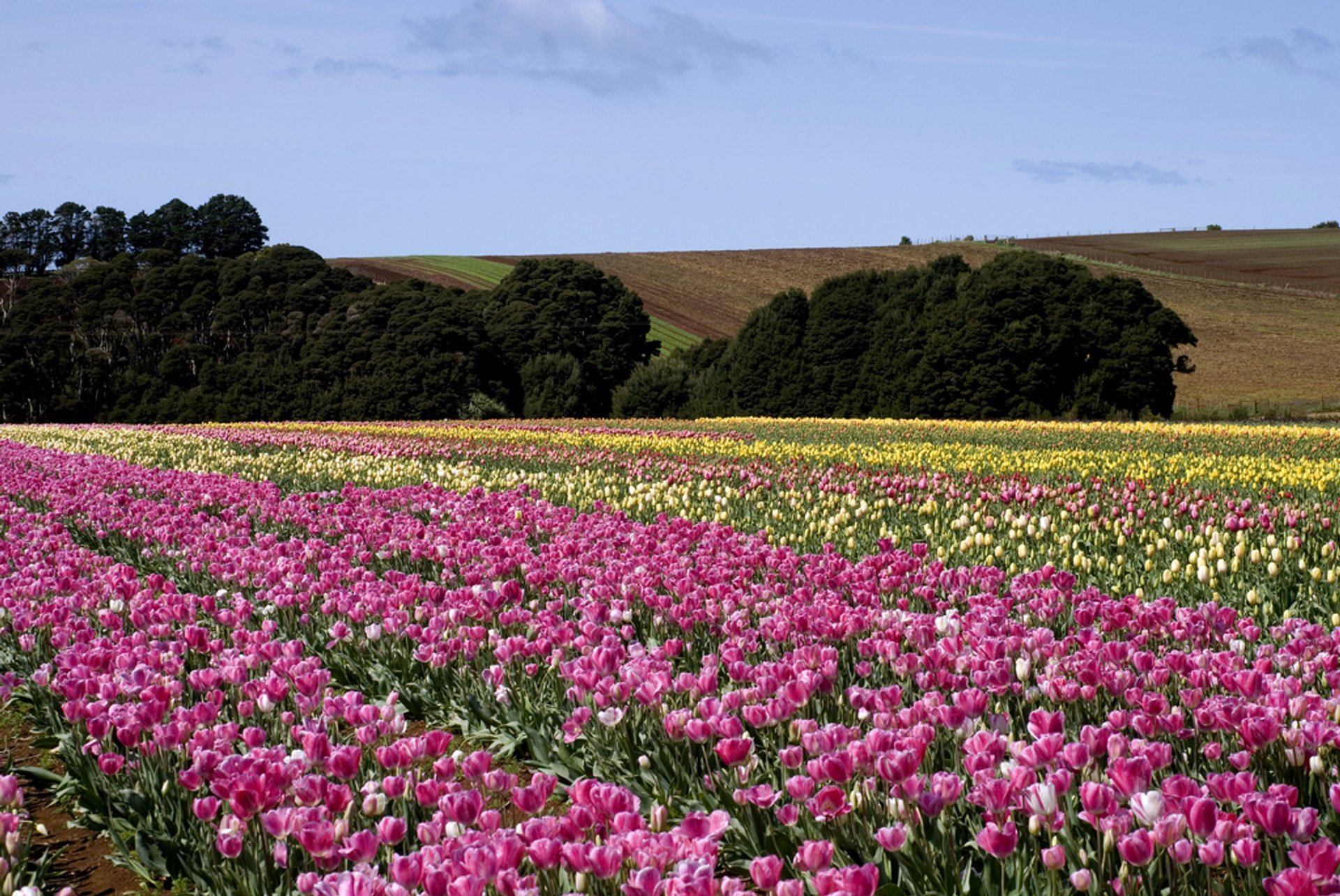 Tulipes en fleurs