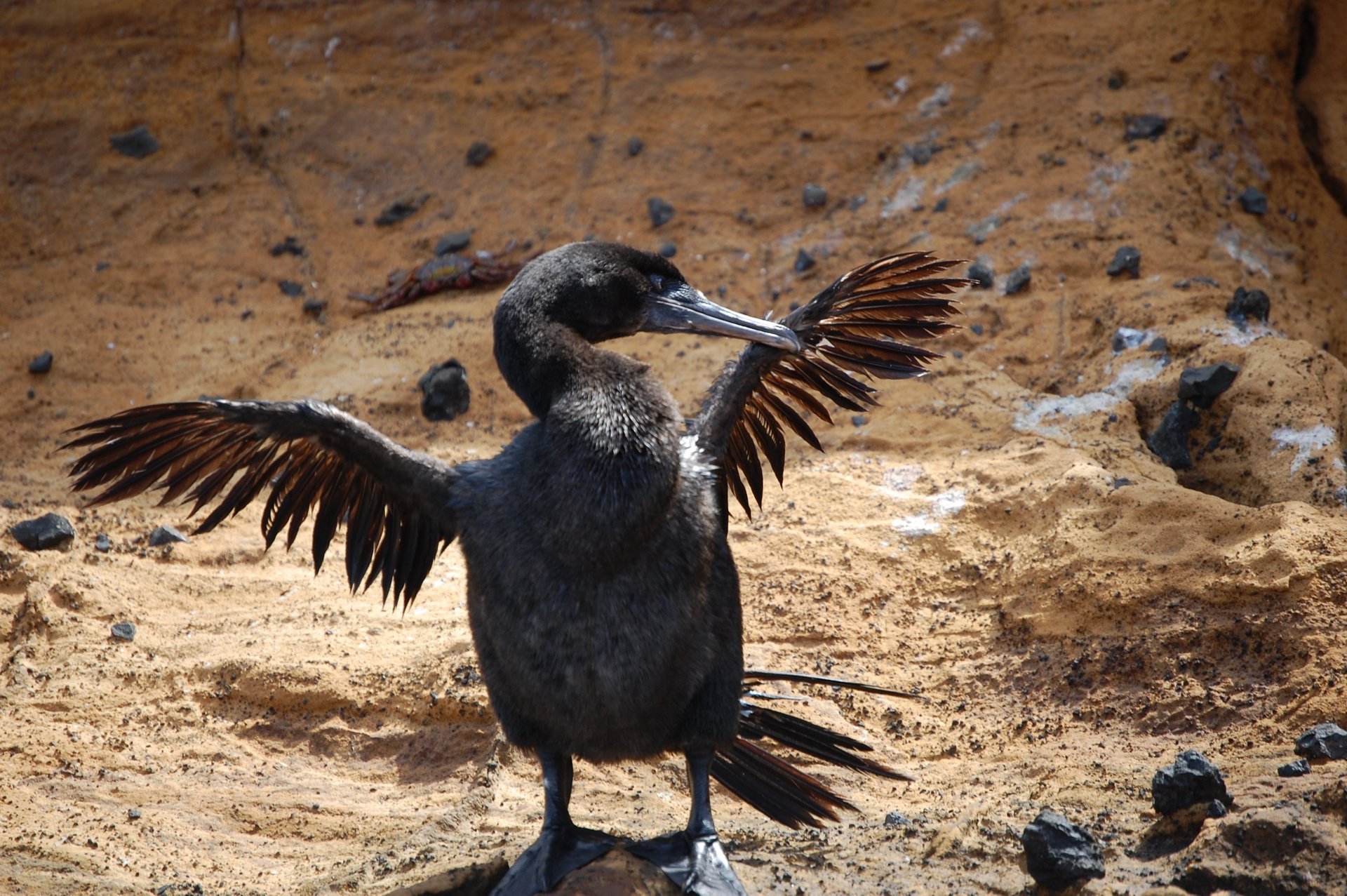 Cormorano sin vuelo