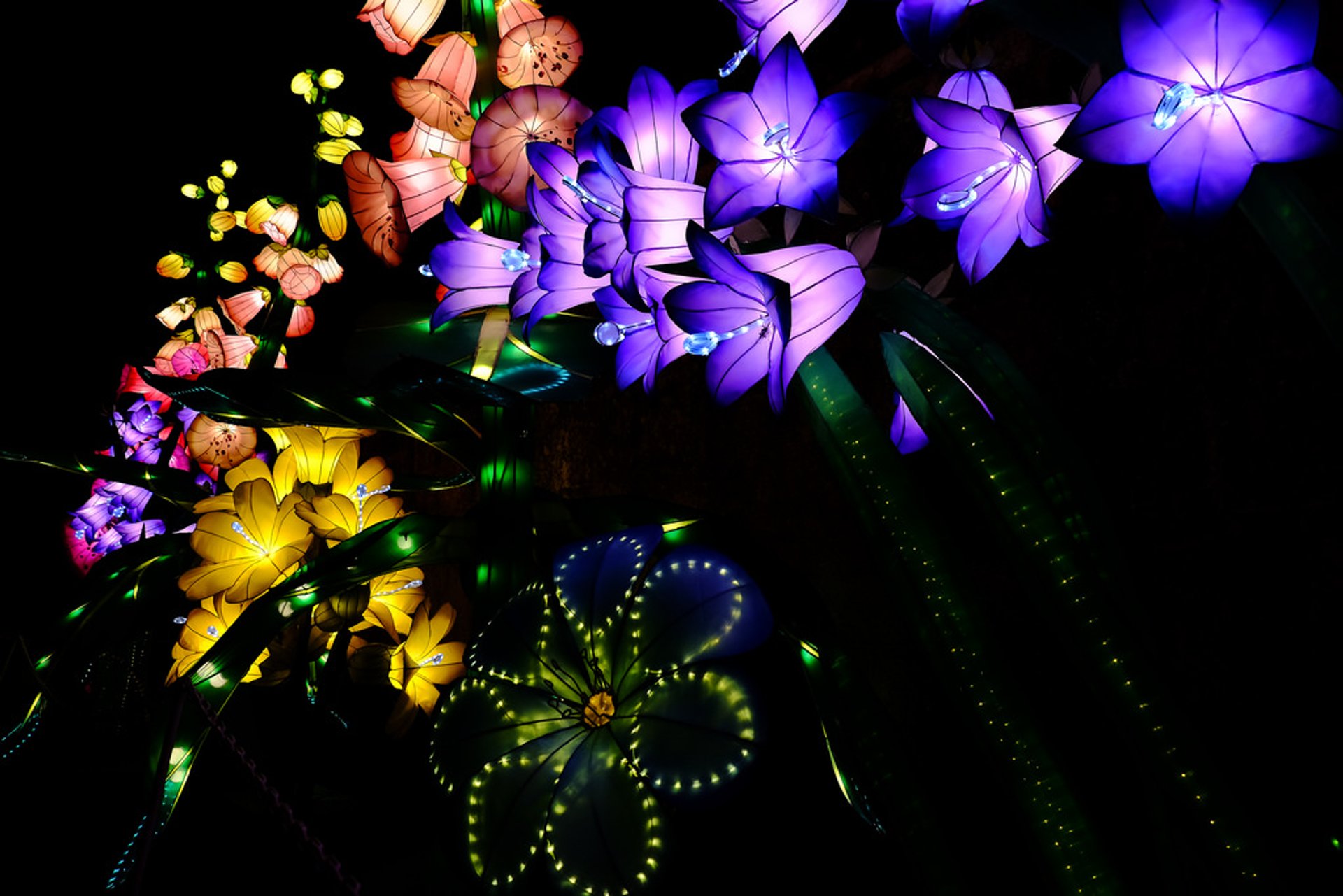 Land of Light at Longleat 20242025 in England Dates