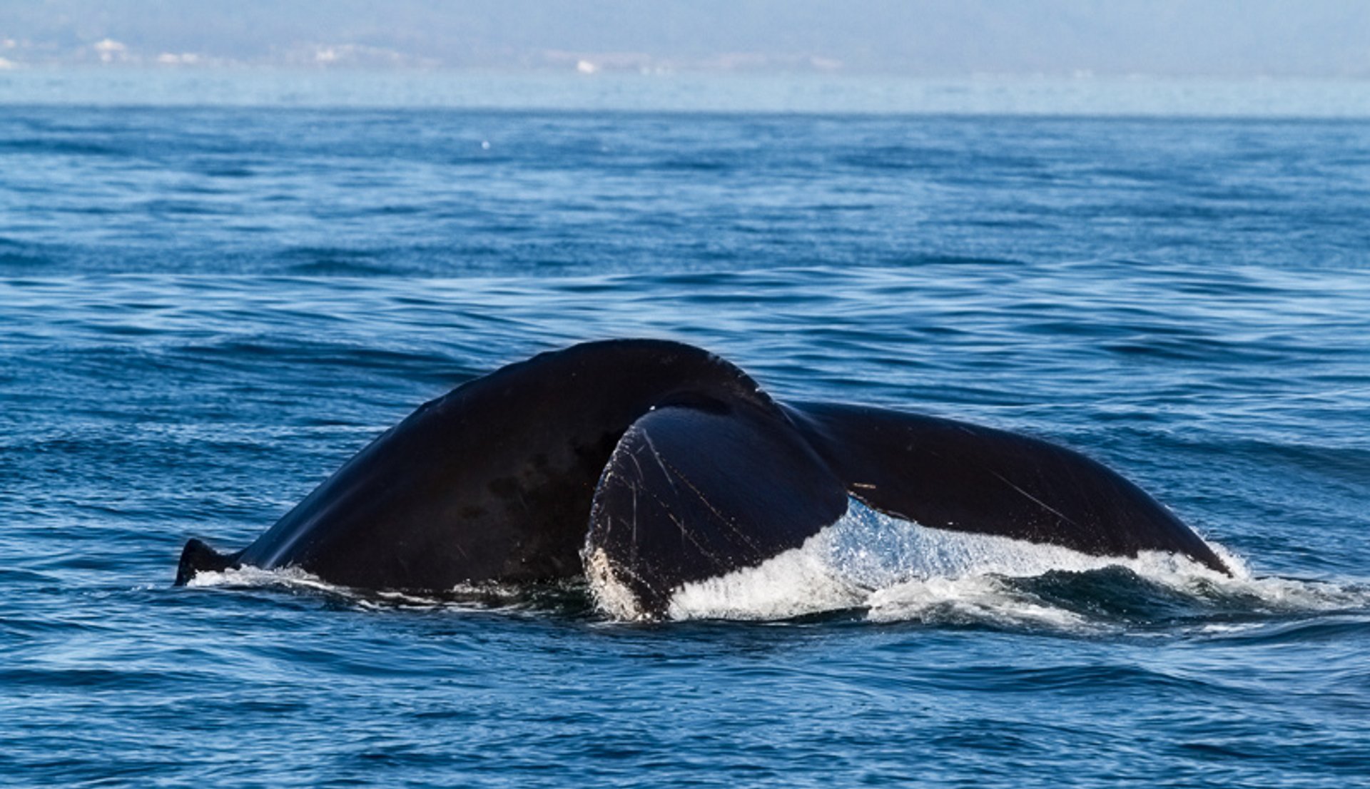 Whale Watching (Walbeobachtung) in Point Reyes