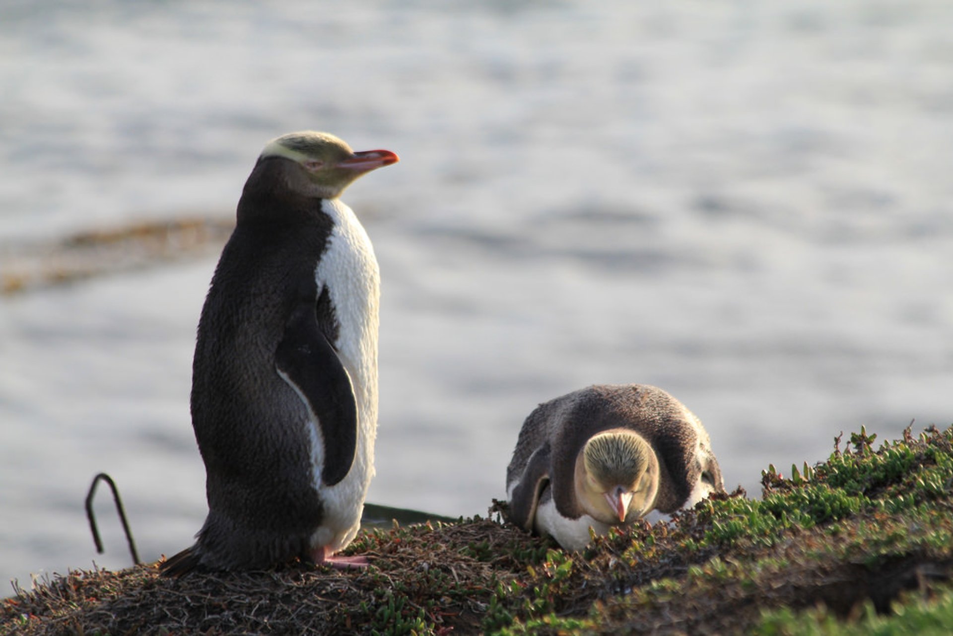 Pinguim de olhos amarelos de Hoiho