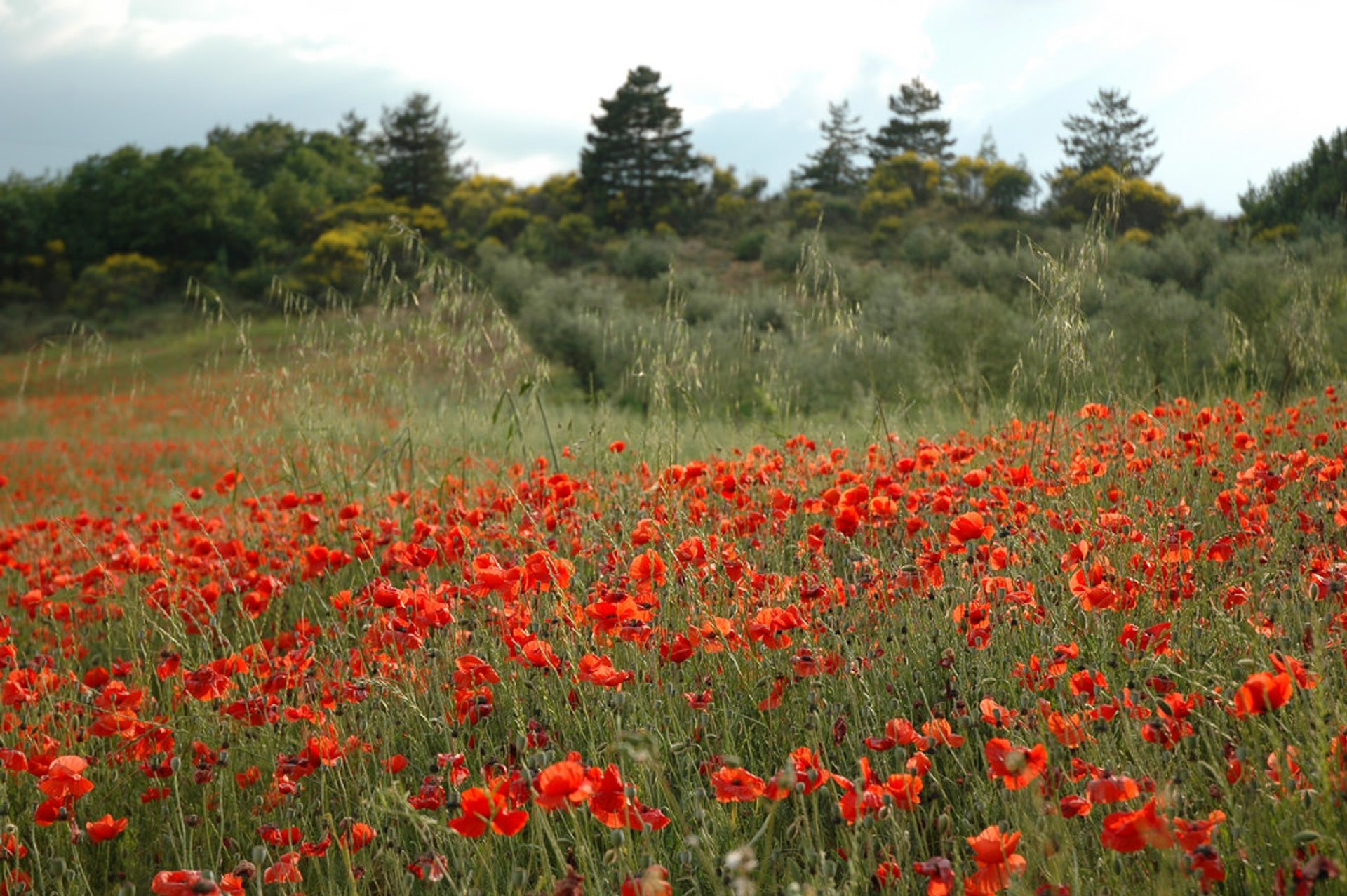 Bloom de pavot sauvage