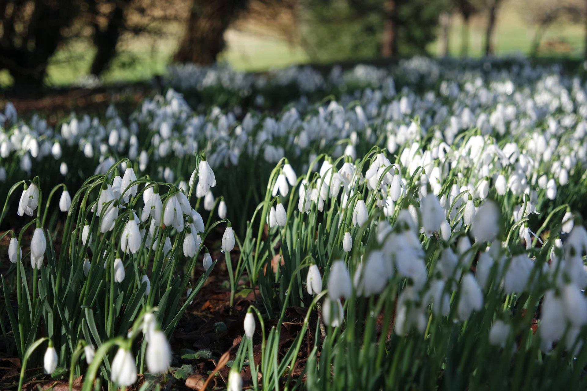 Snowdrops in Bloom