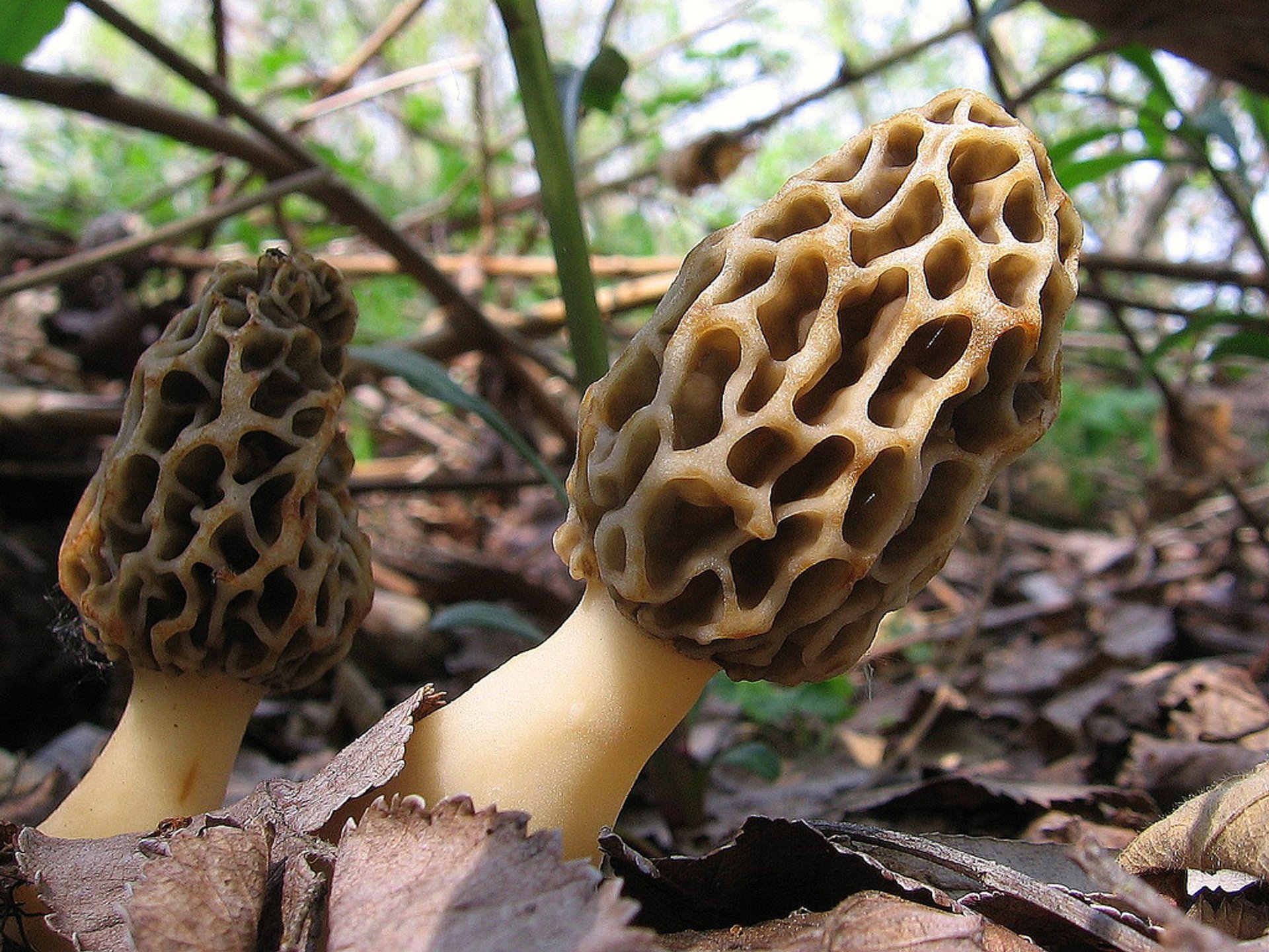 Wild Mushroom Season