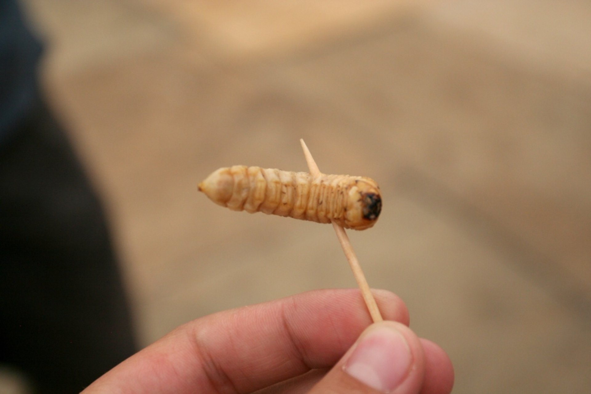 Larva de Huhu