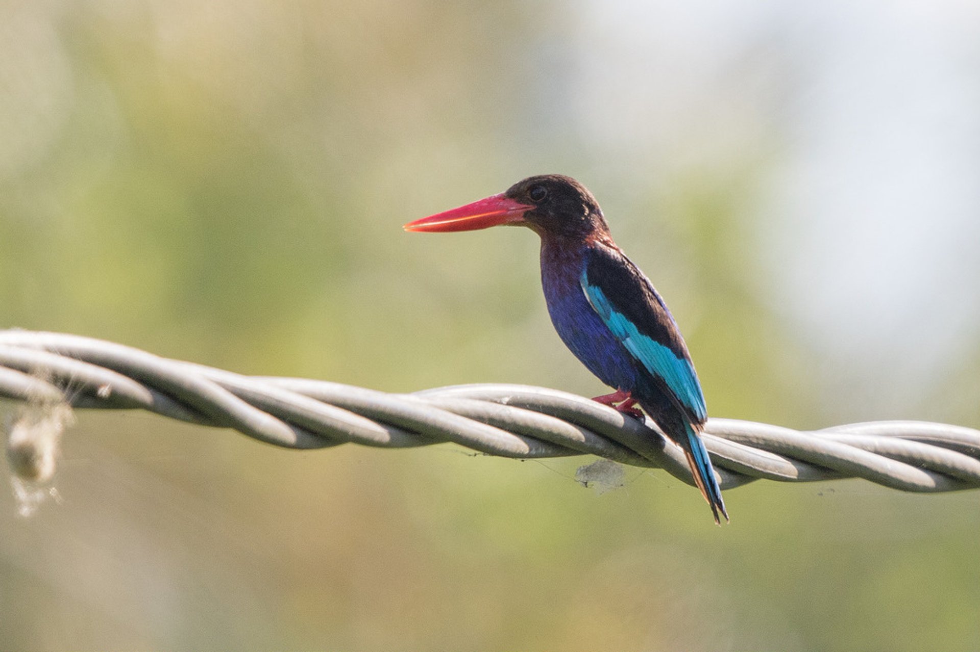 Vogelbeobachtung