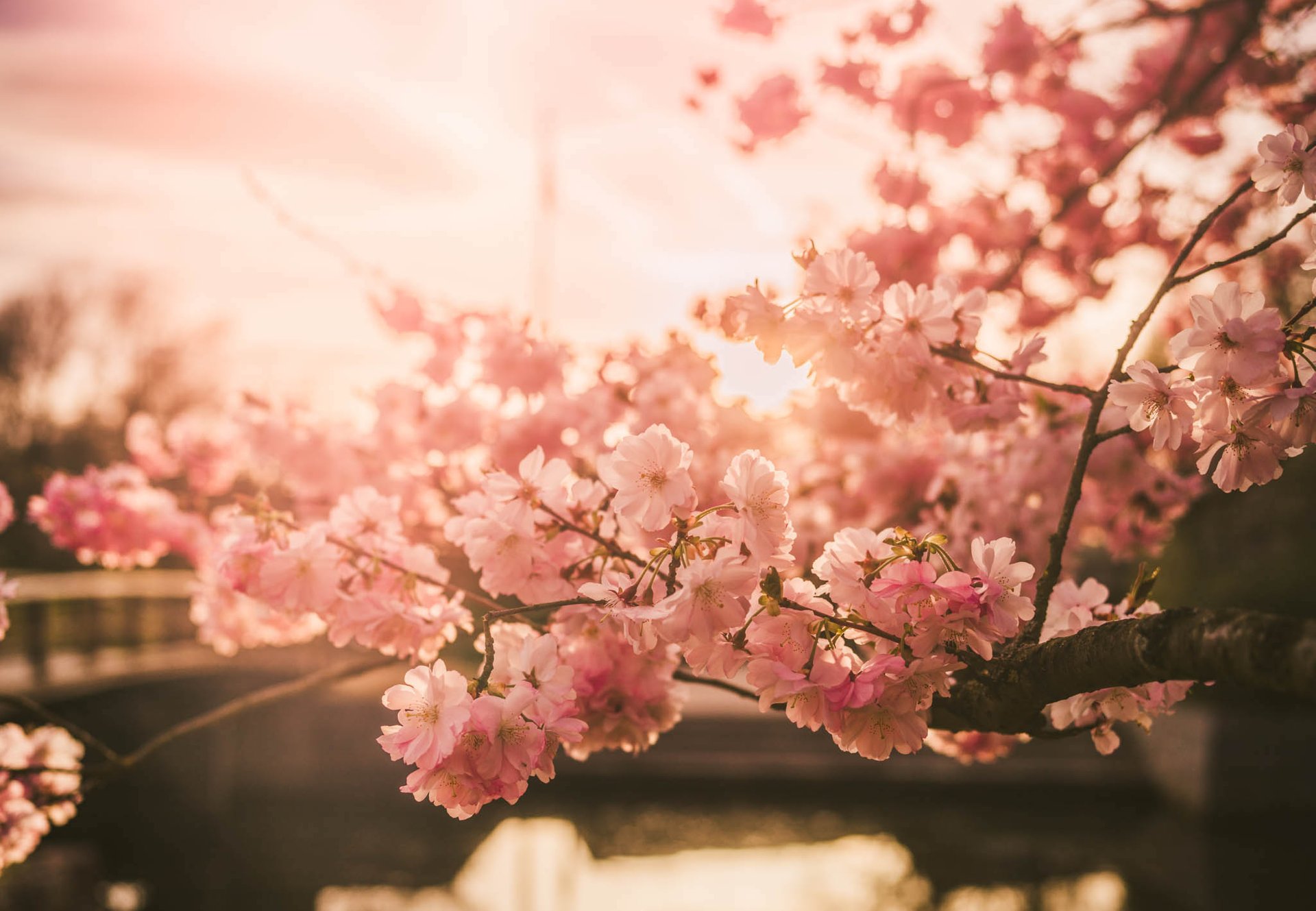 Blossoms de cereja em Hasselt