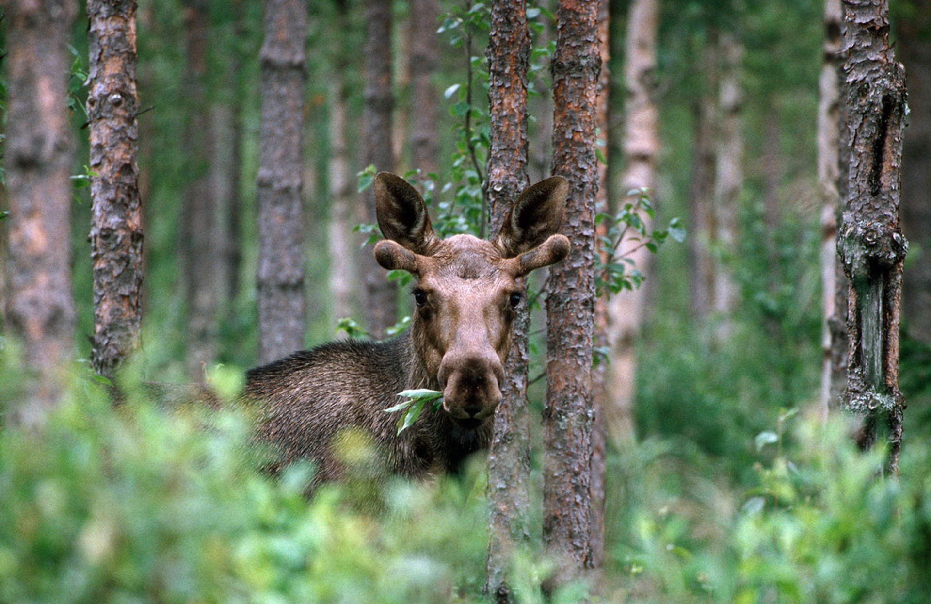 Moose or Elk
