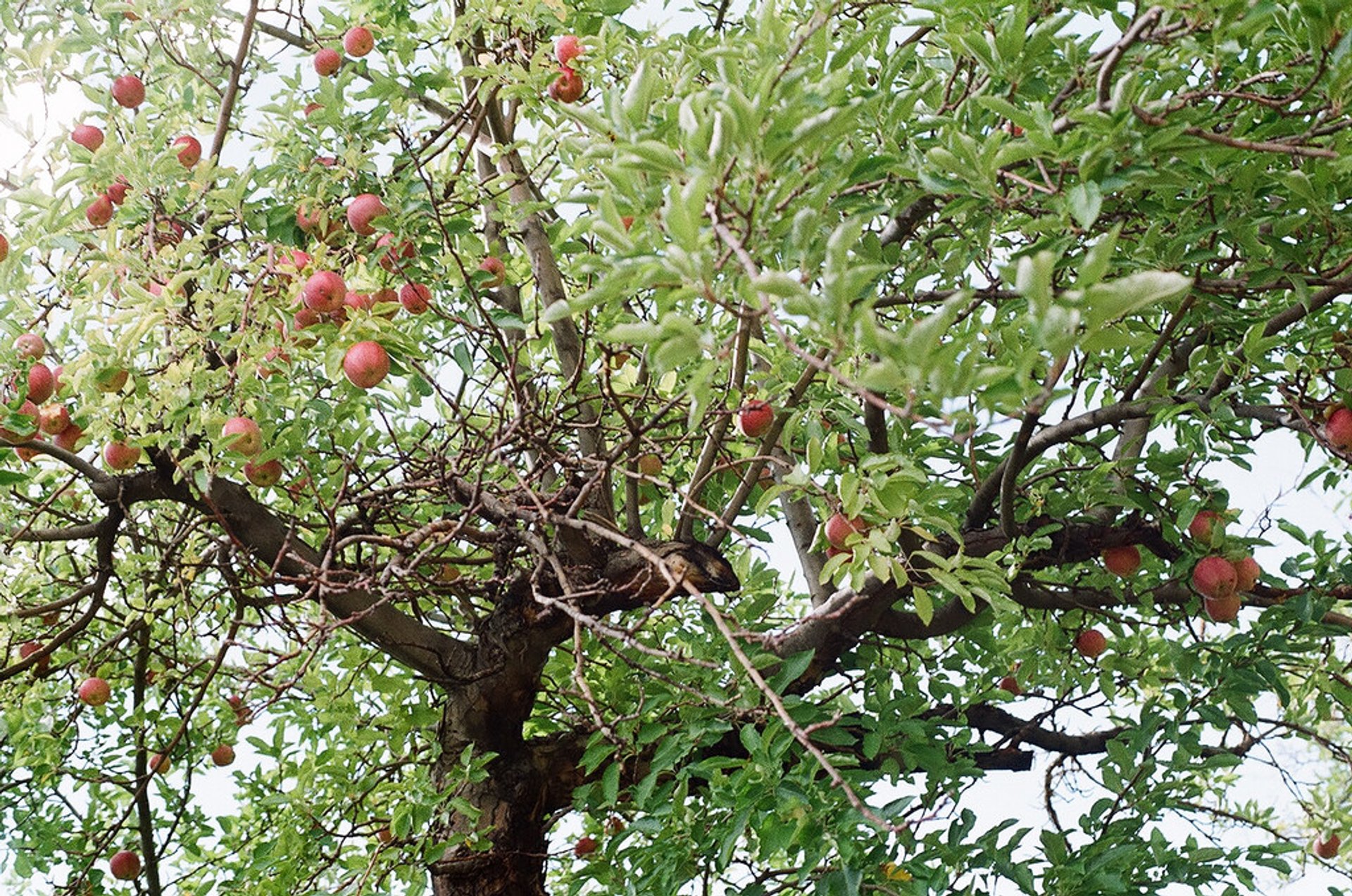 Capitol Reef Orchards