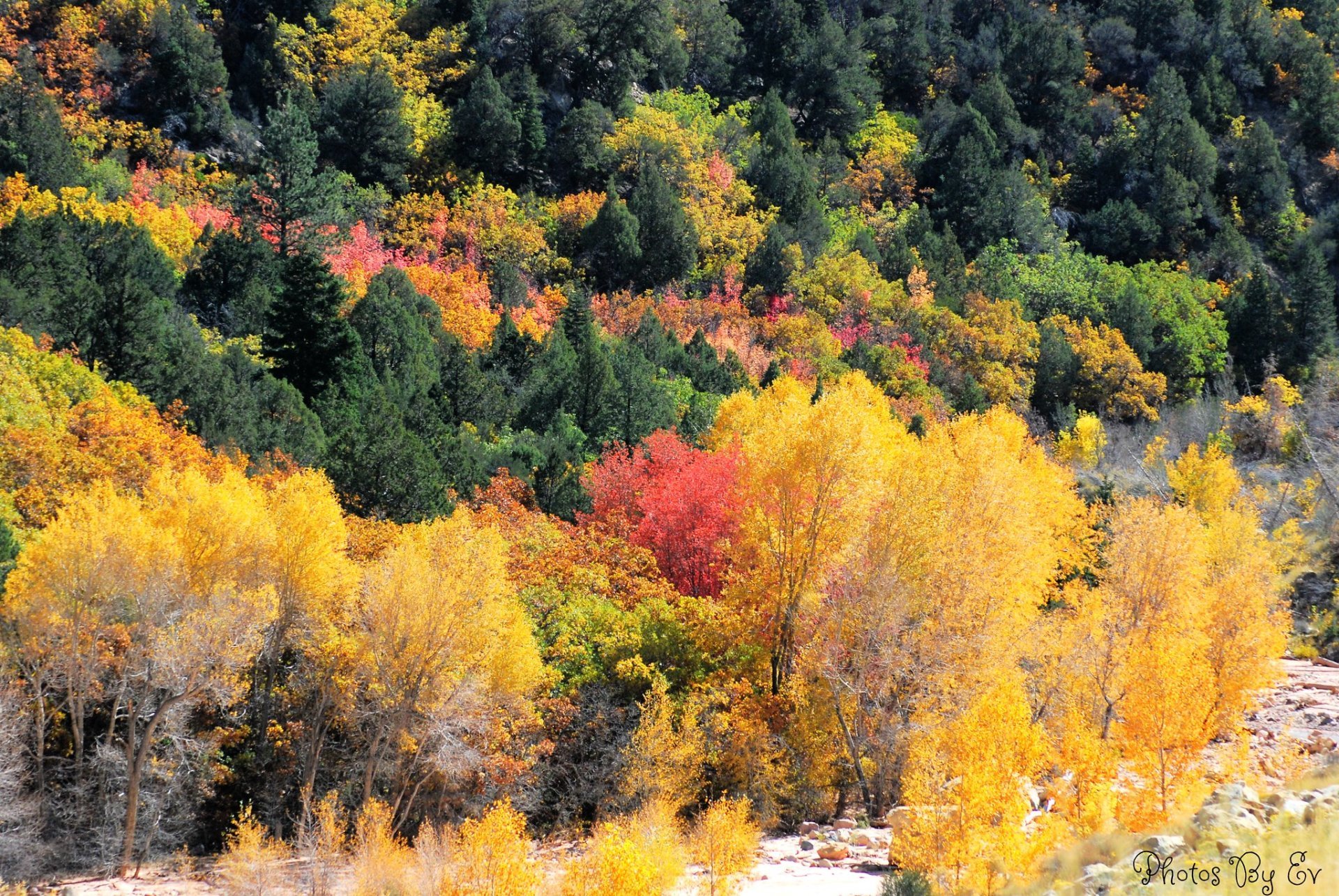 Follaje de otoño