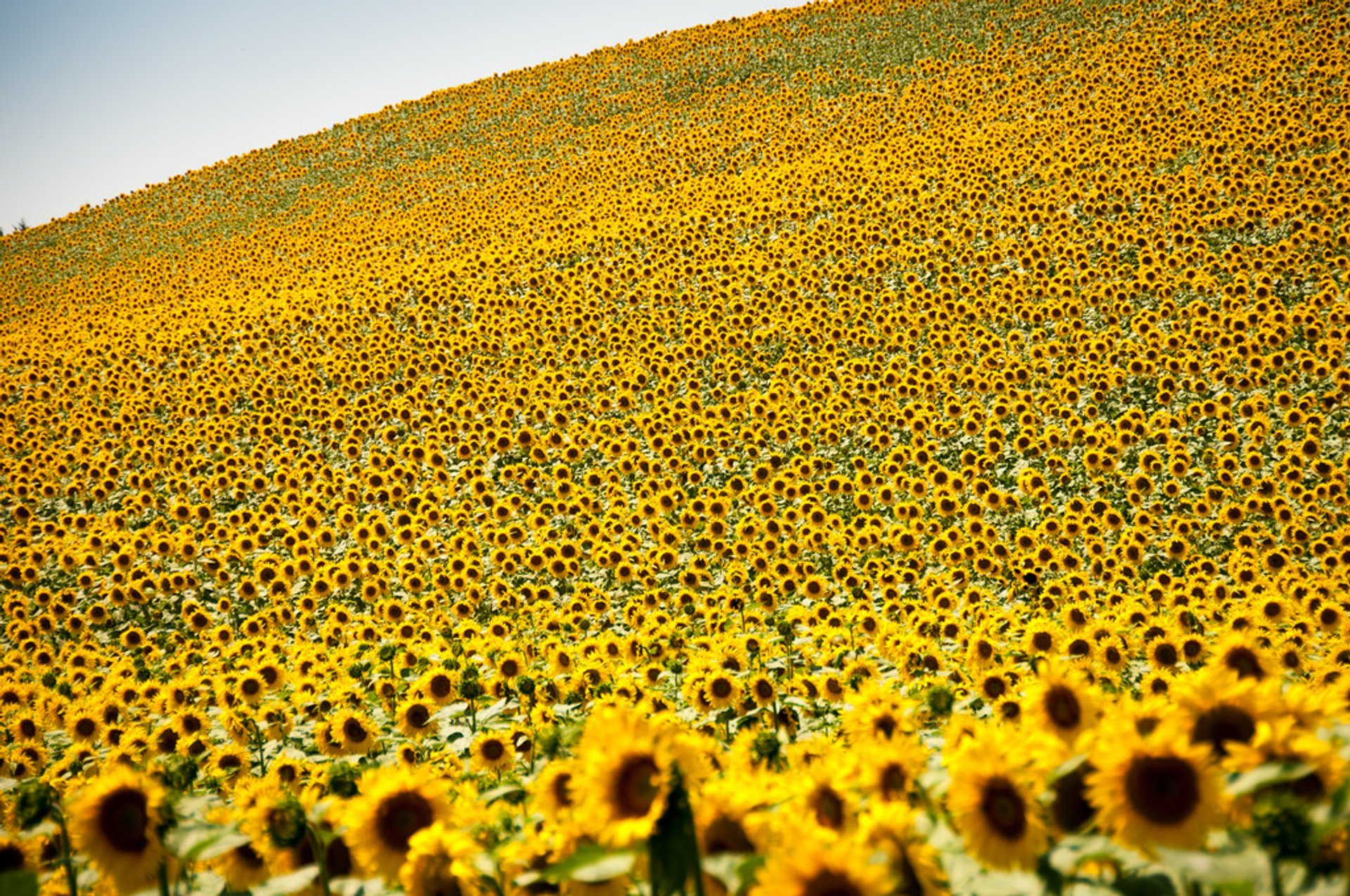 Campos de girasoles